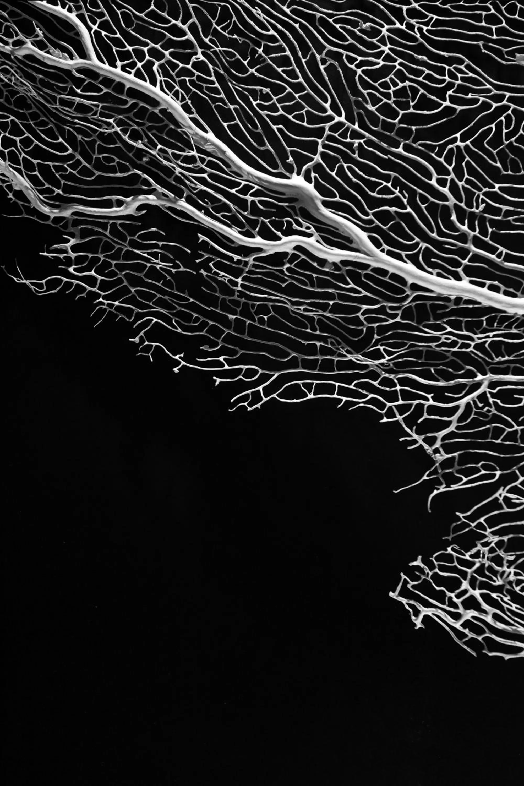 Decorative detail in Seven Historical Suites