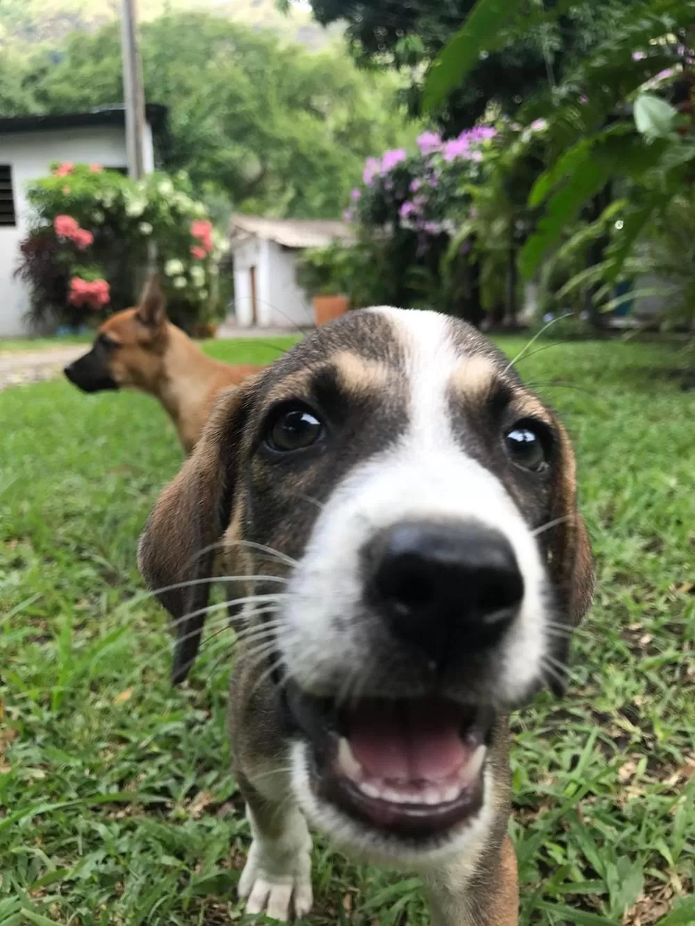 Garden, Pets in Waka Hotel Rural