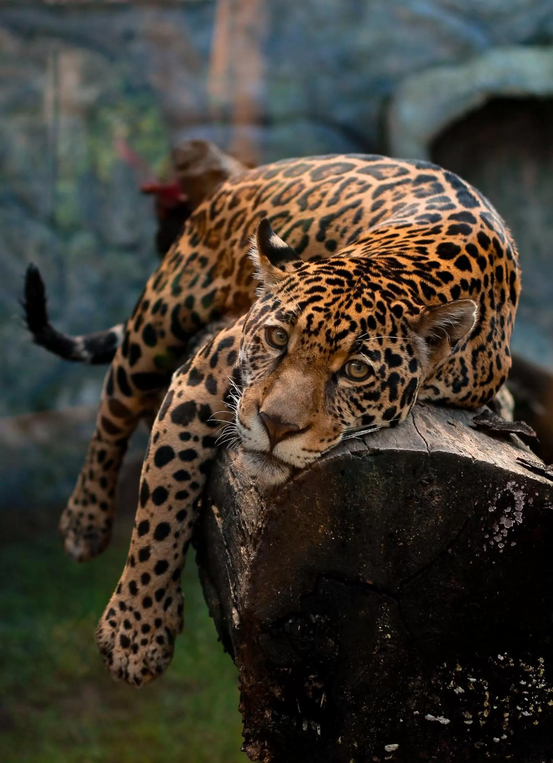 Other Animals in Pousada Sol e Mar