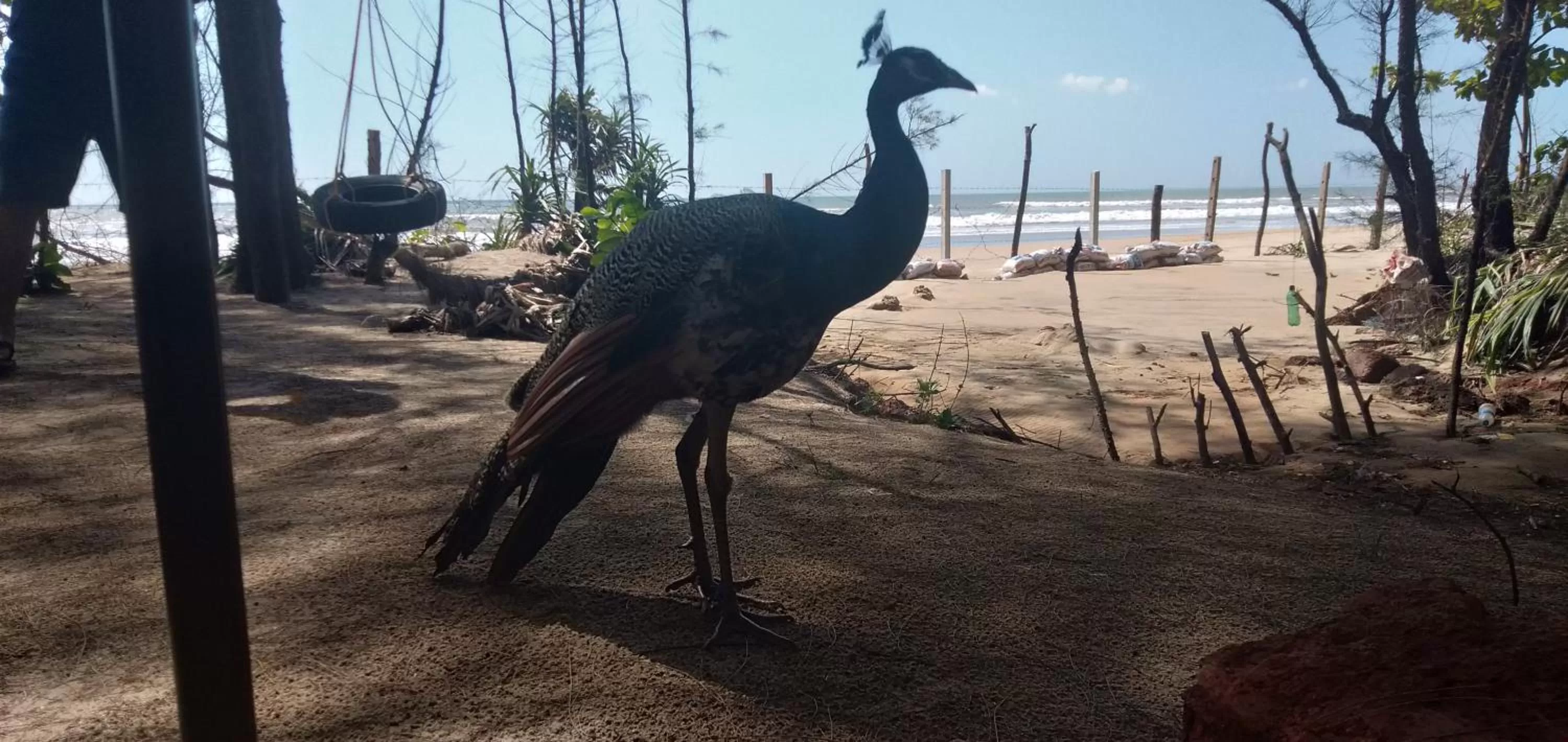 Beach in OmBodhi Retreat