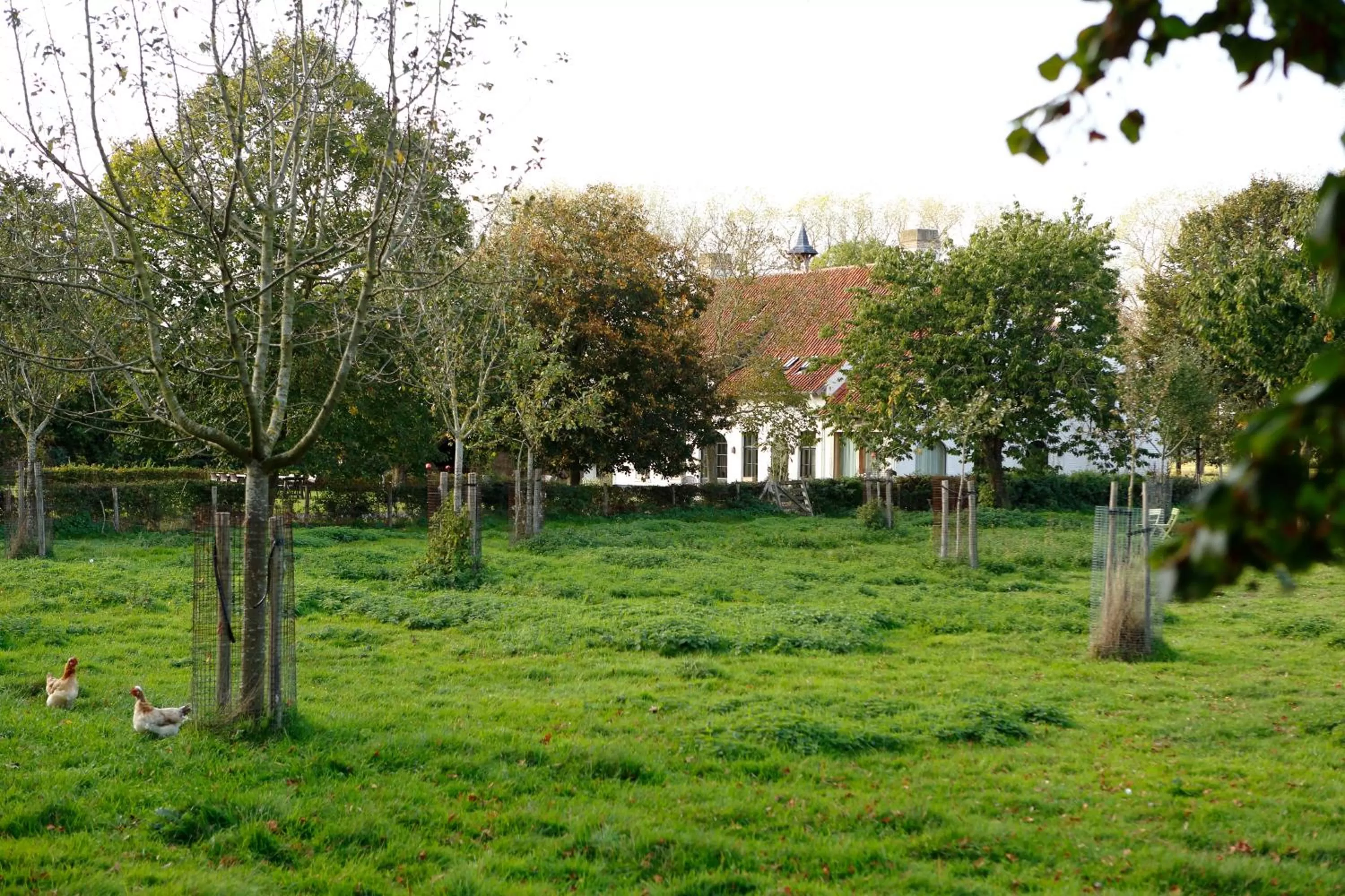 Garden in De Grote Wateringe