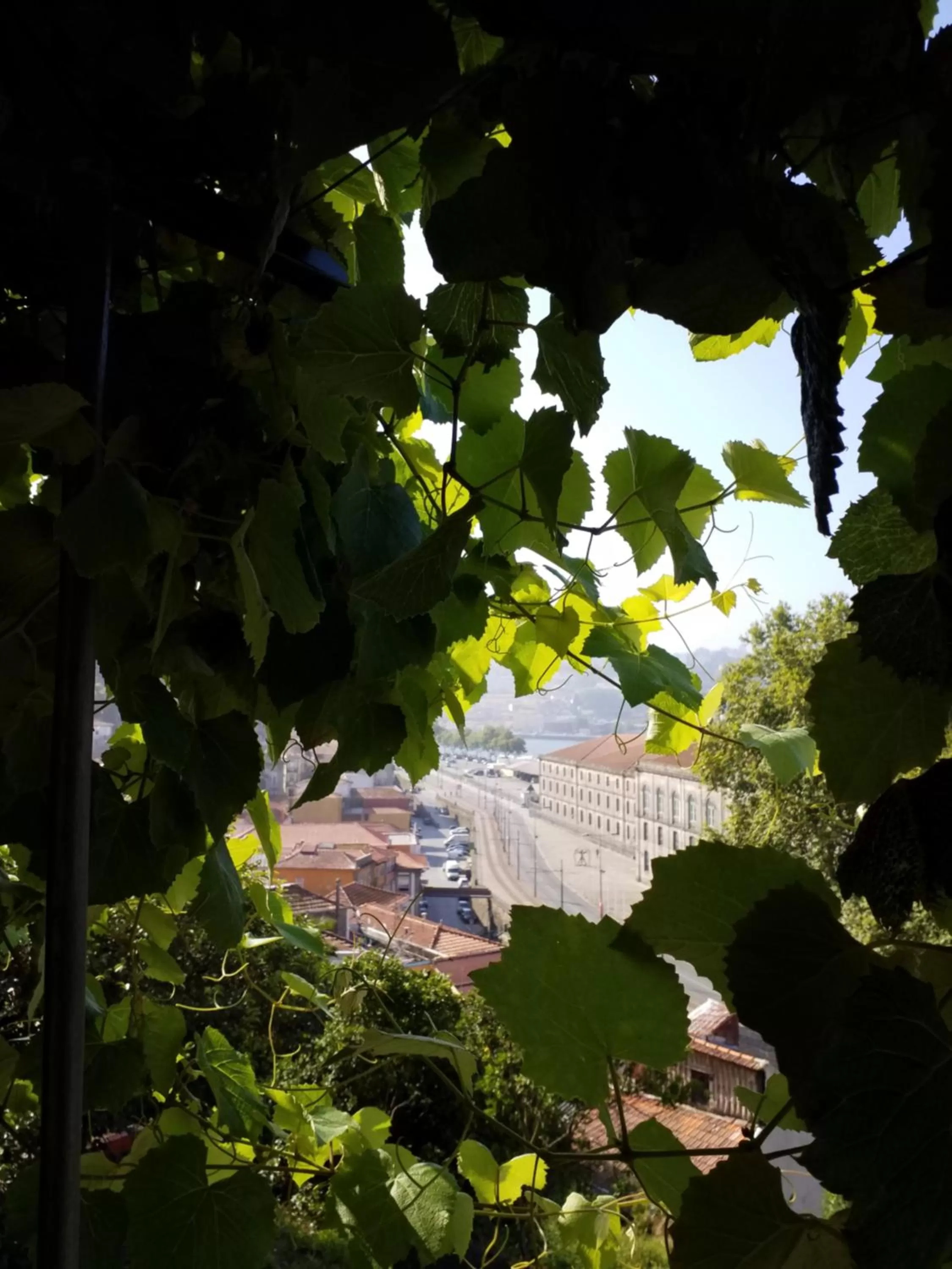 Garden in Private Villa Porto
