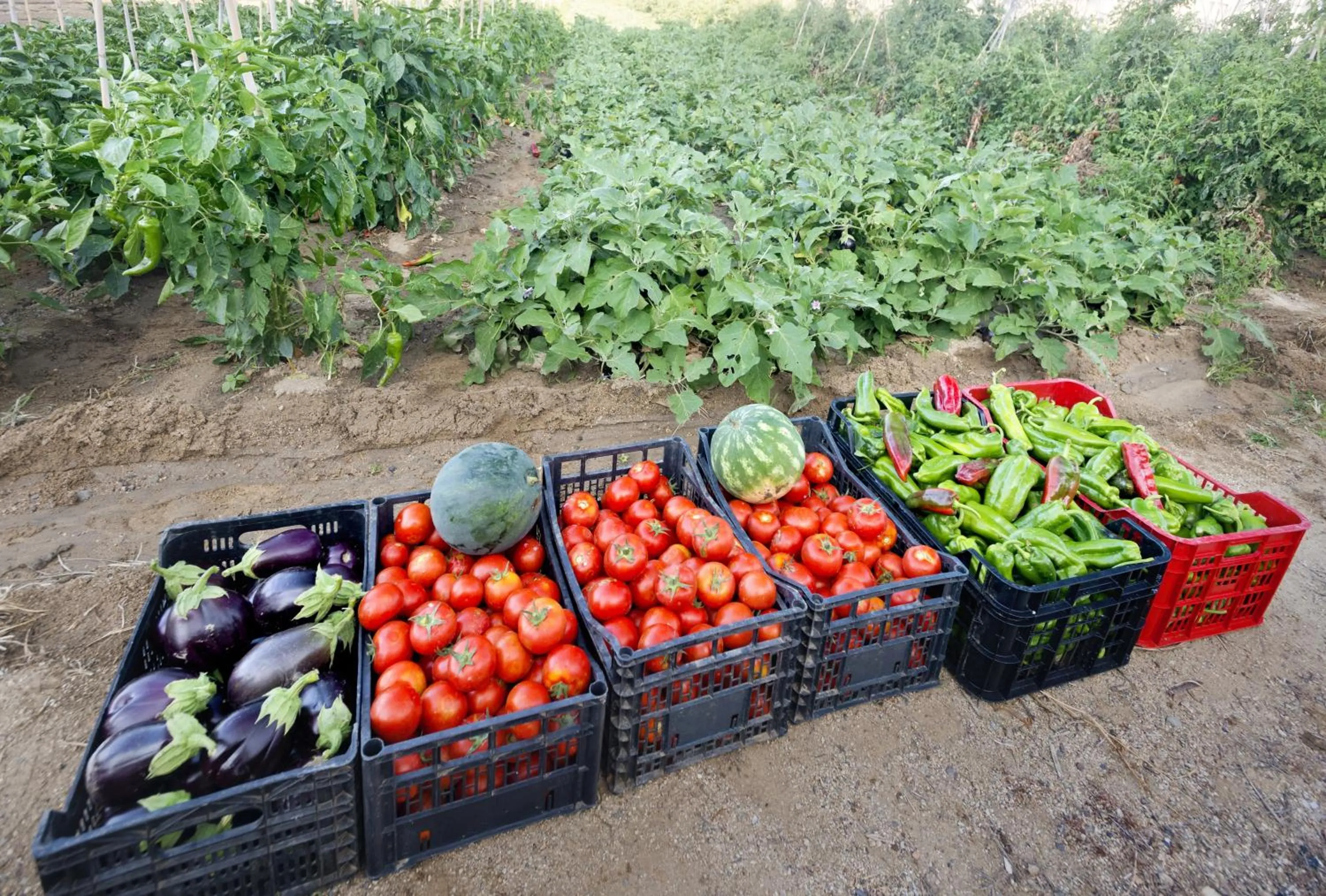 Area and facilities in Mercè