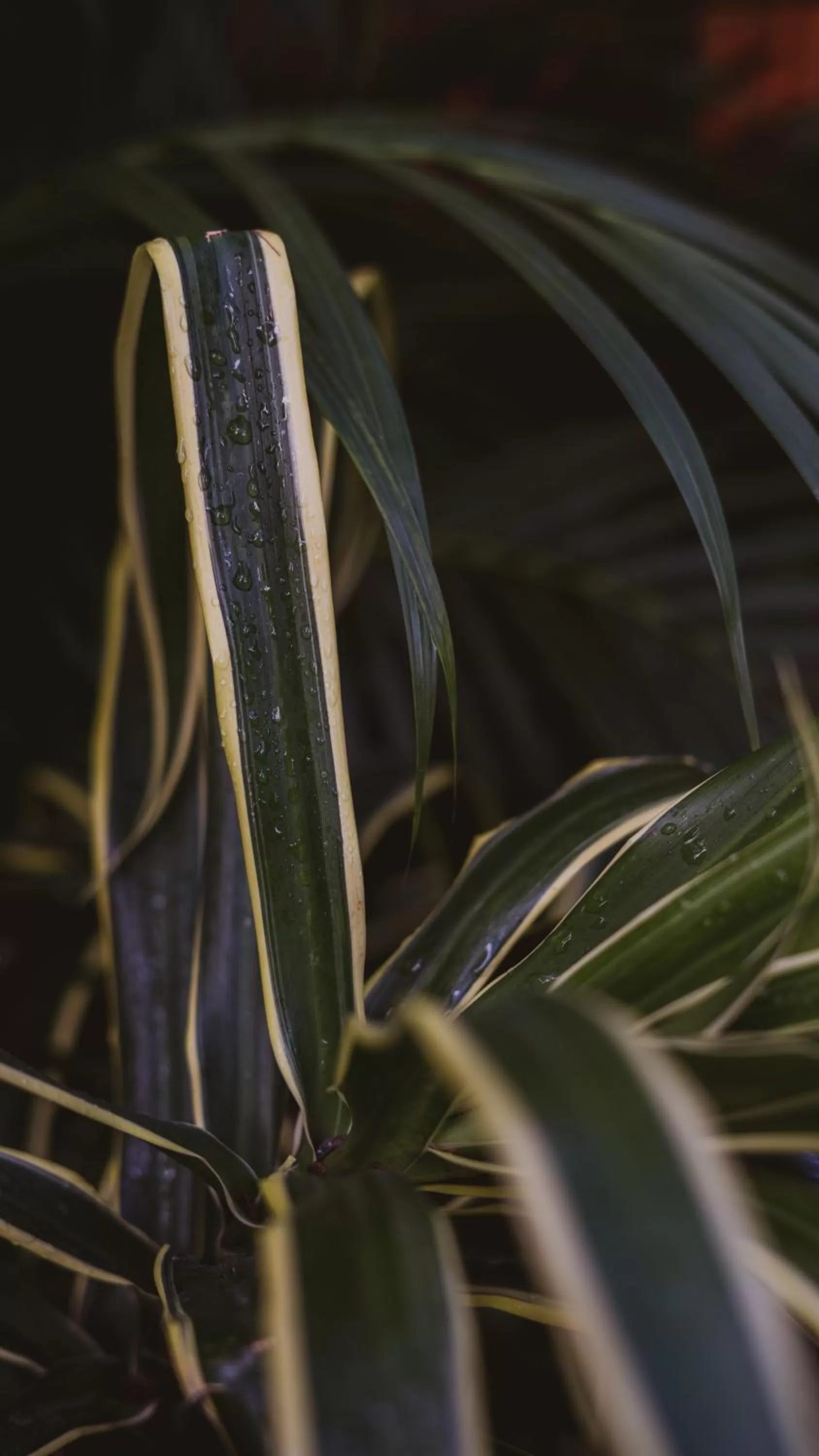 Garden in Atman Residences Tulum