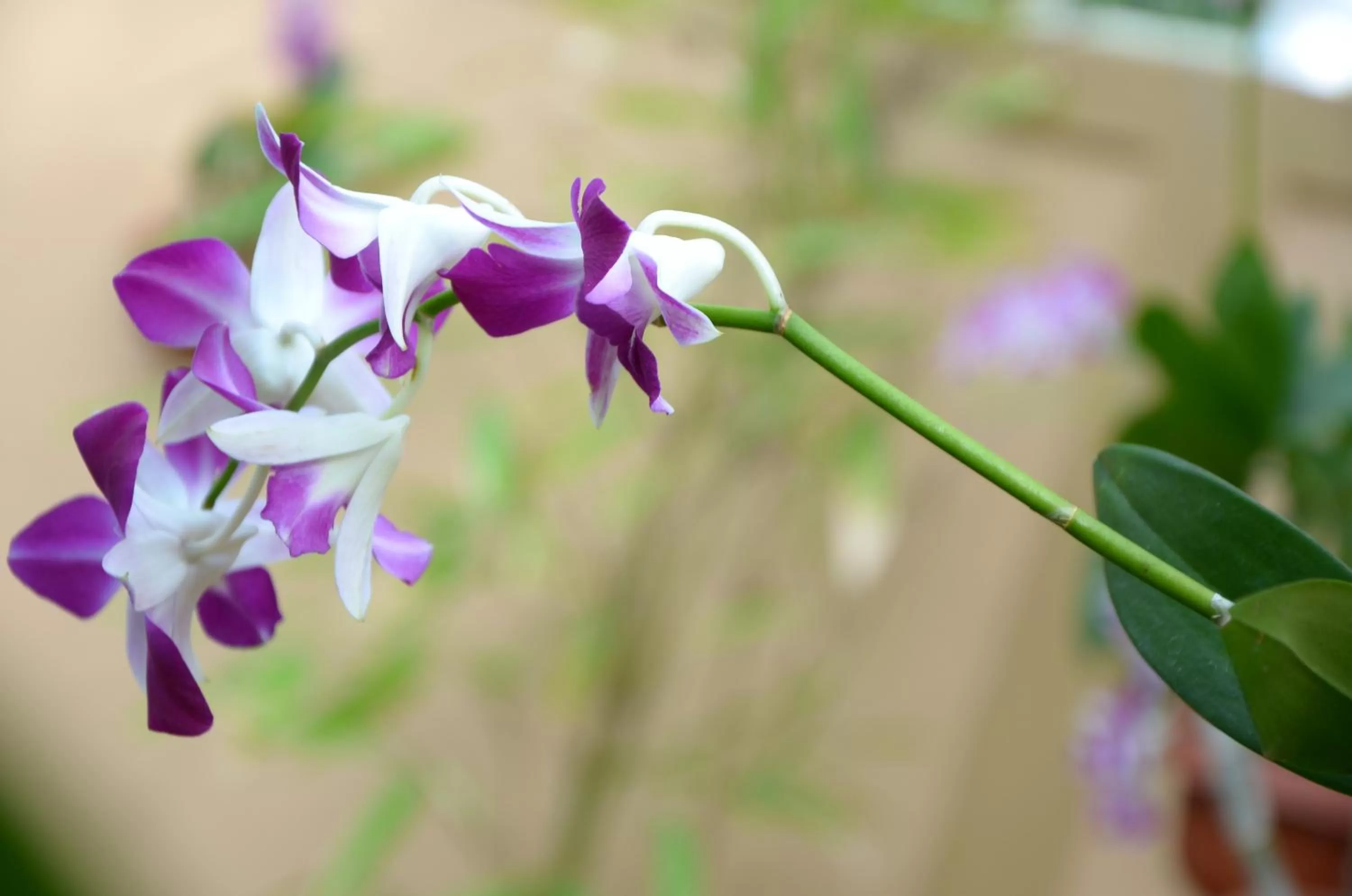 Nearby landmark in Otha Shy Airport Transit Hotel