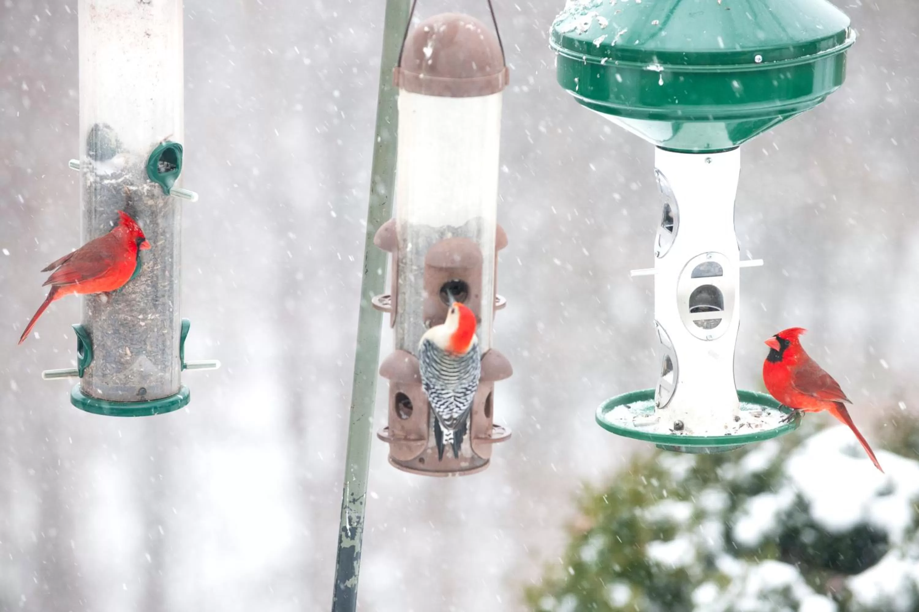 Other Animals in Orchard Inn