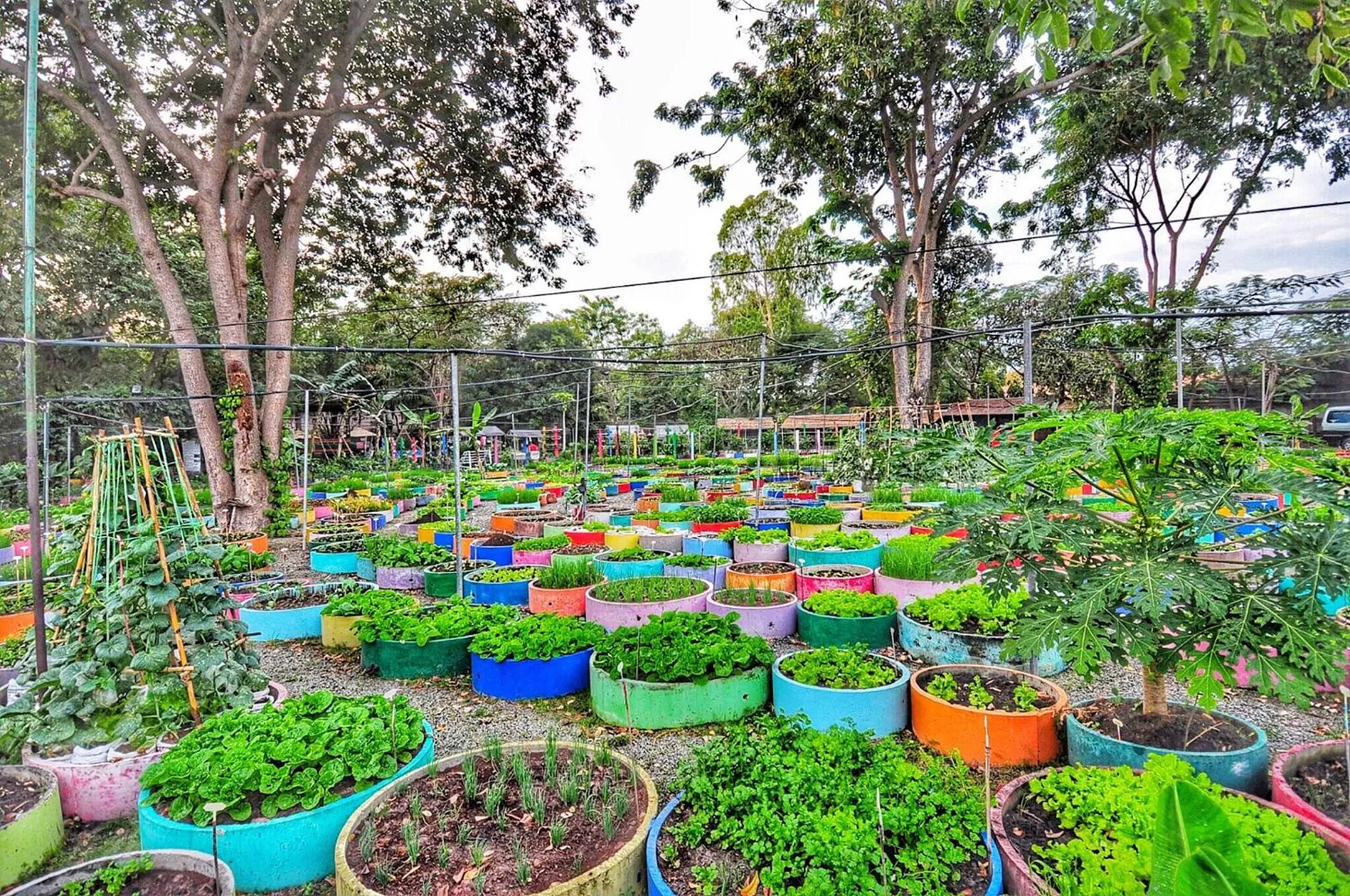 Garden in Birds and Bees Resort