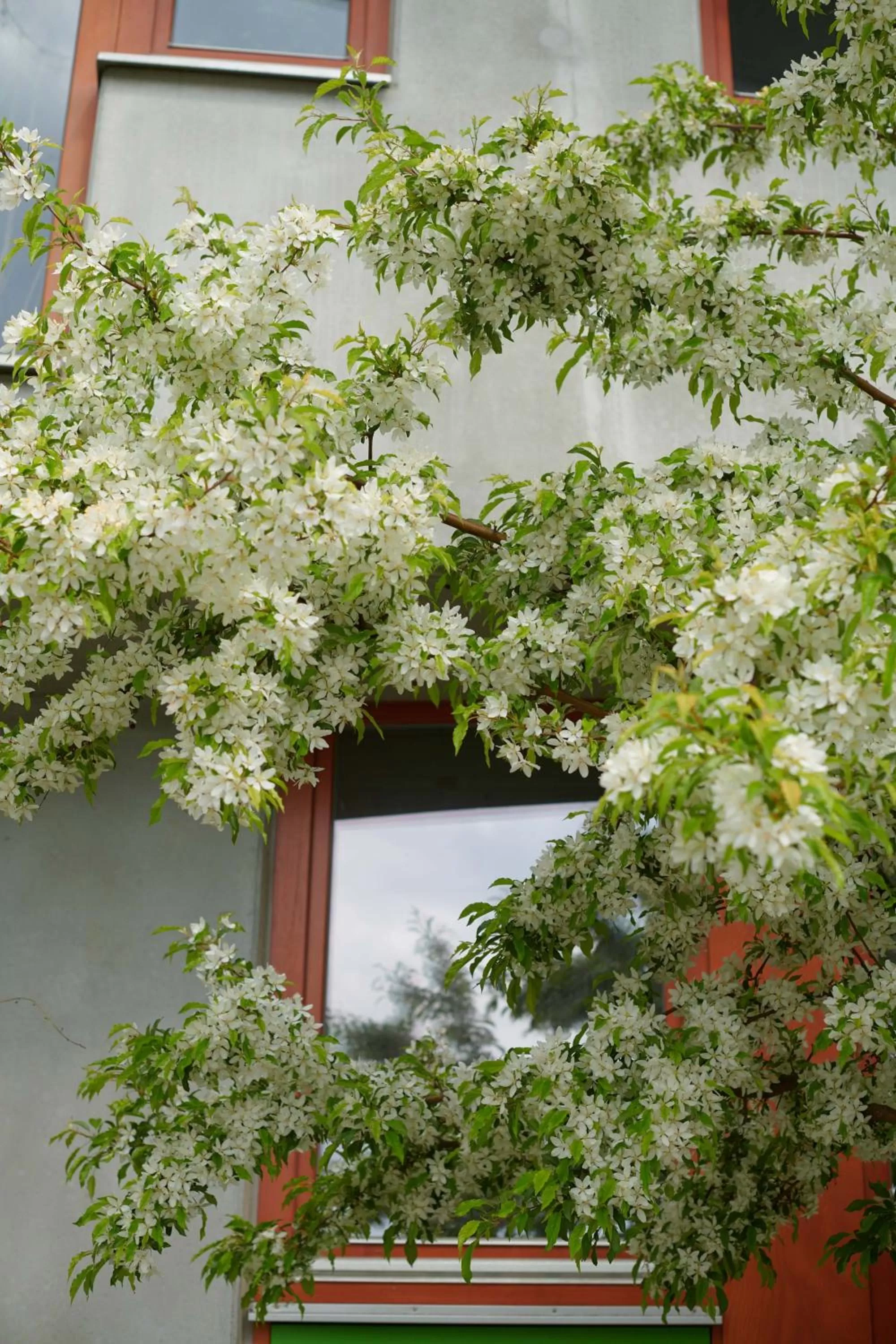 Garden in Ohboy Hotell