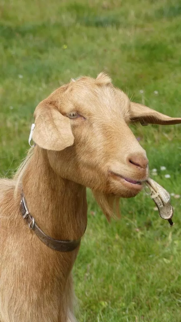 Animals in Higher Trenear Farm B&B