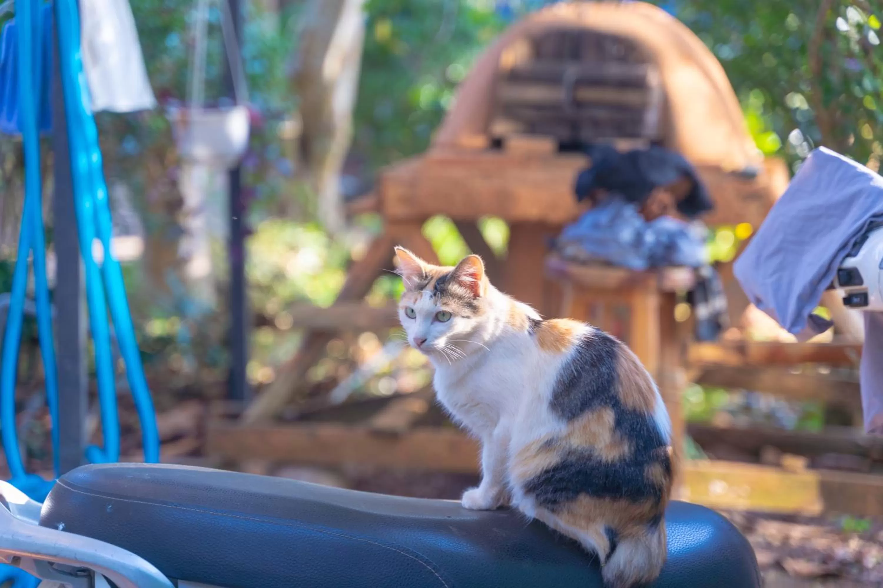 Animals in The Lake House Dalat