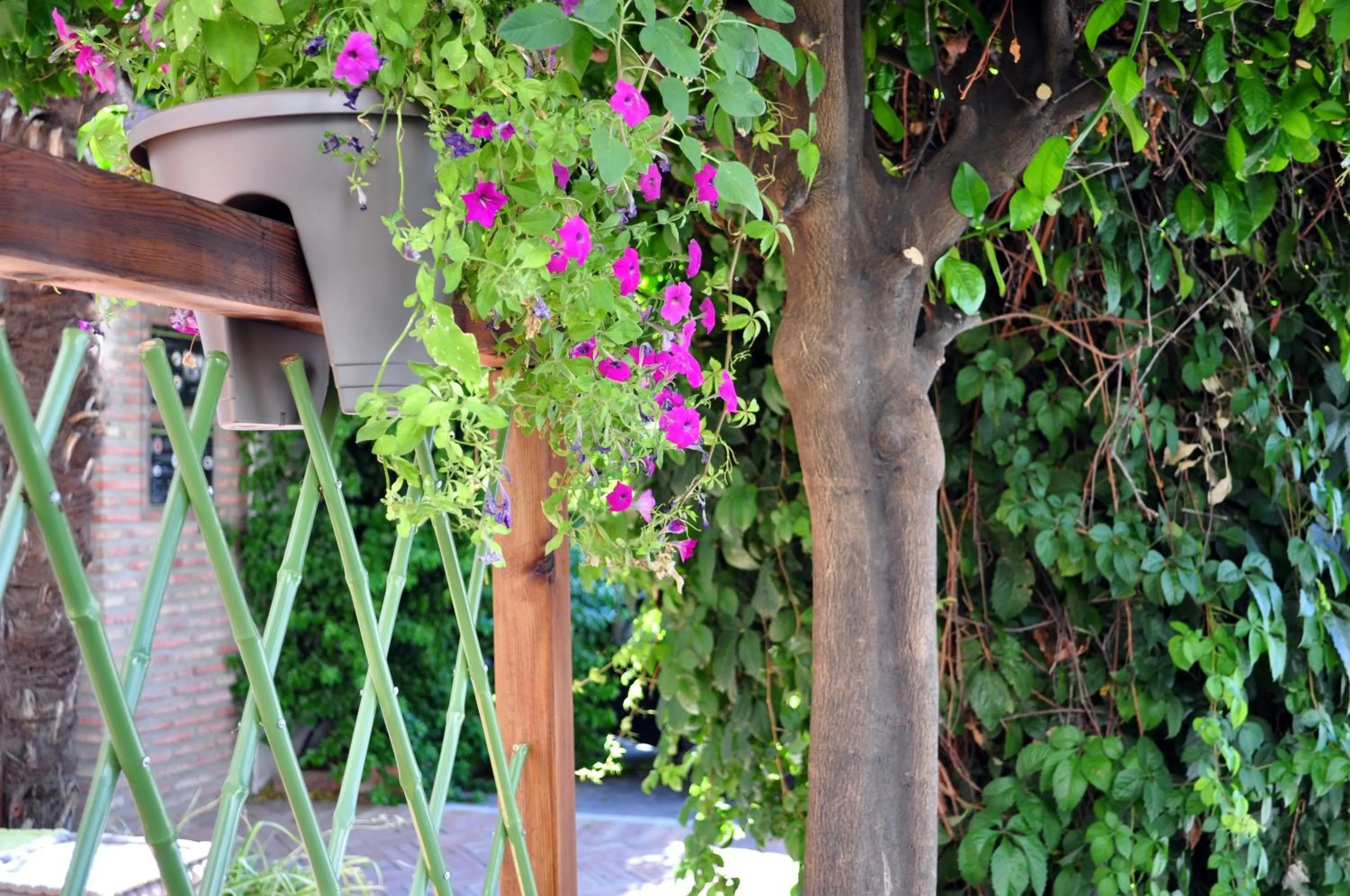 Garden in Hotel Oasis