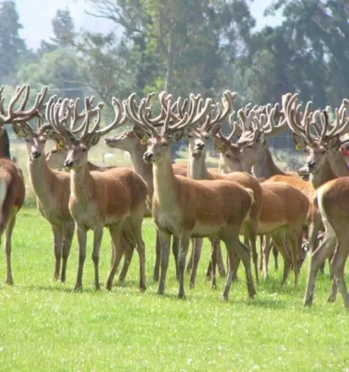 Animals, Pets in Forest Manor