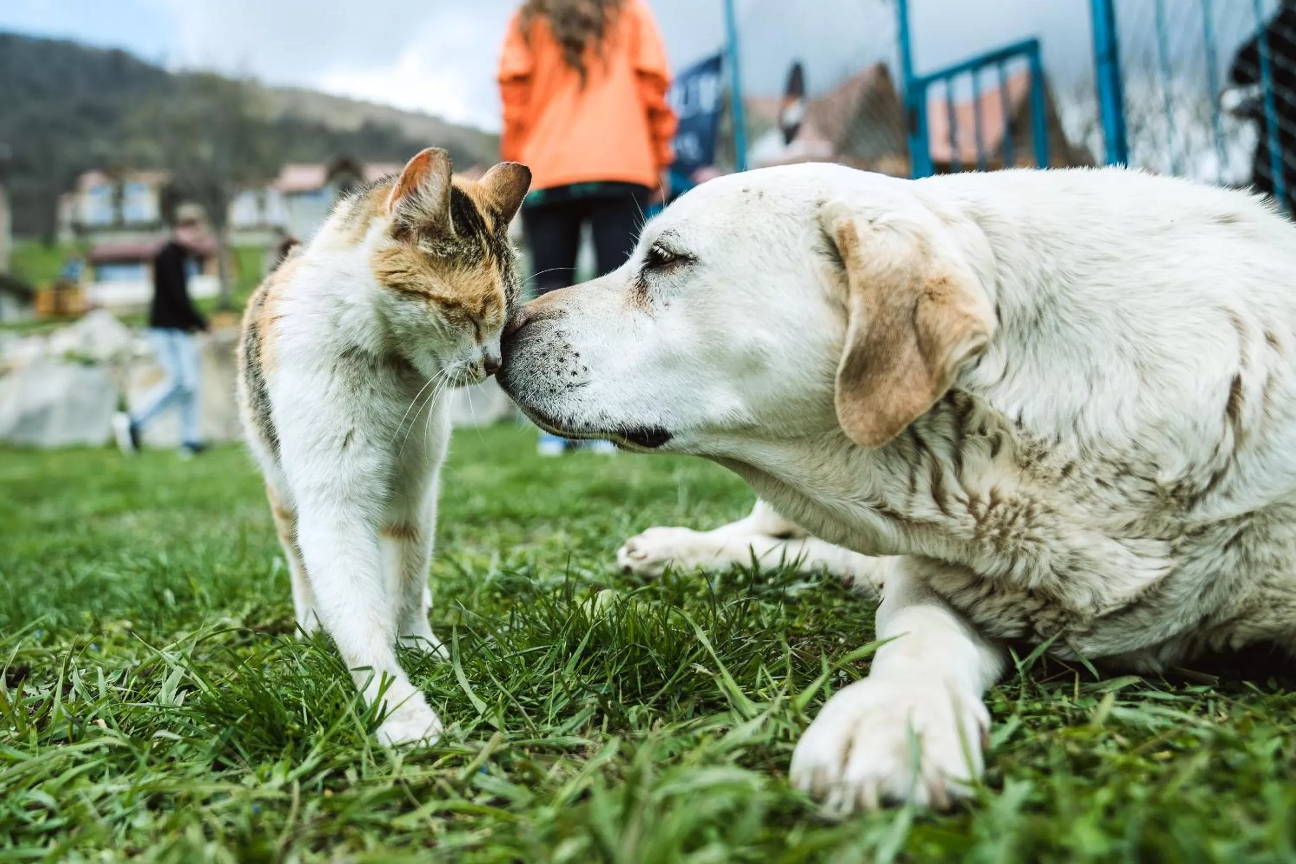 Pets in Apaga Resort