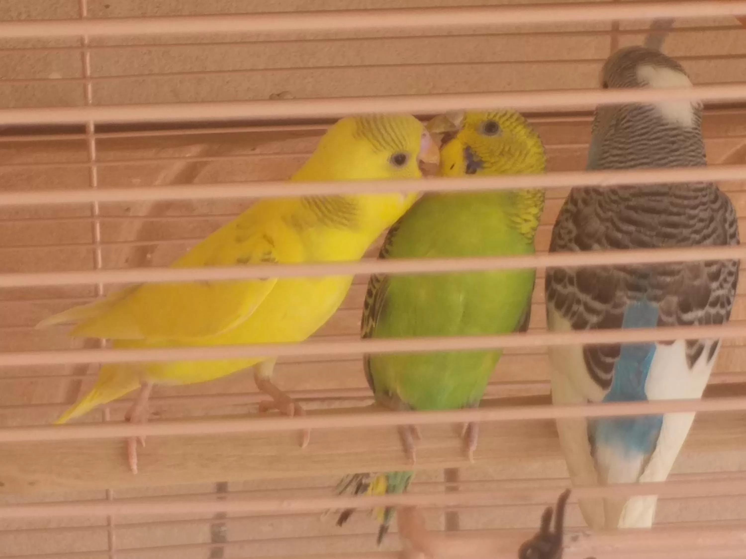 Other Animals in Hotel La Perle