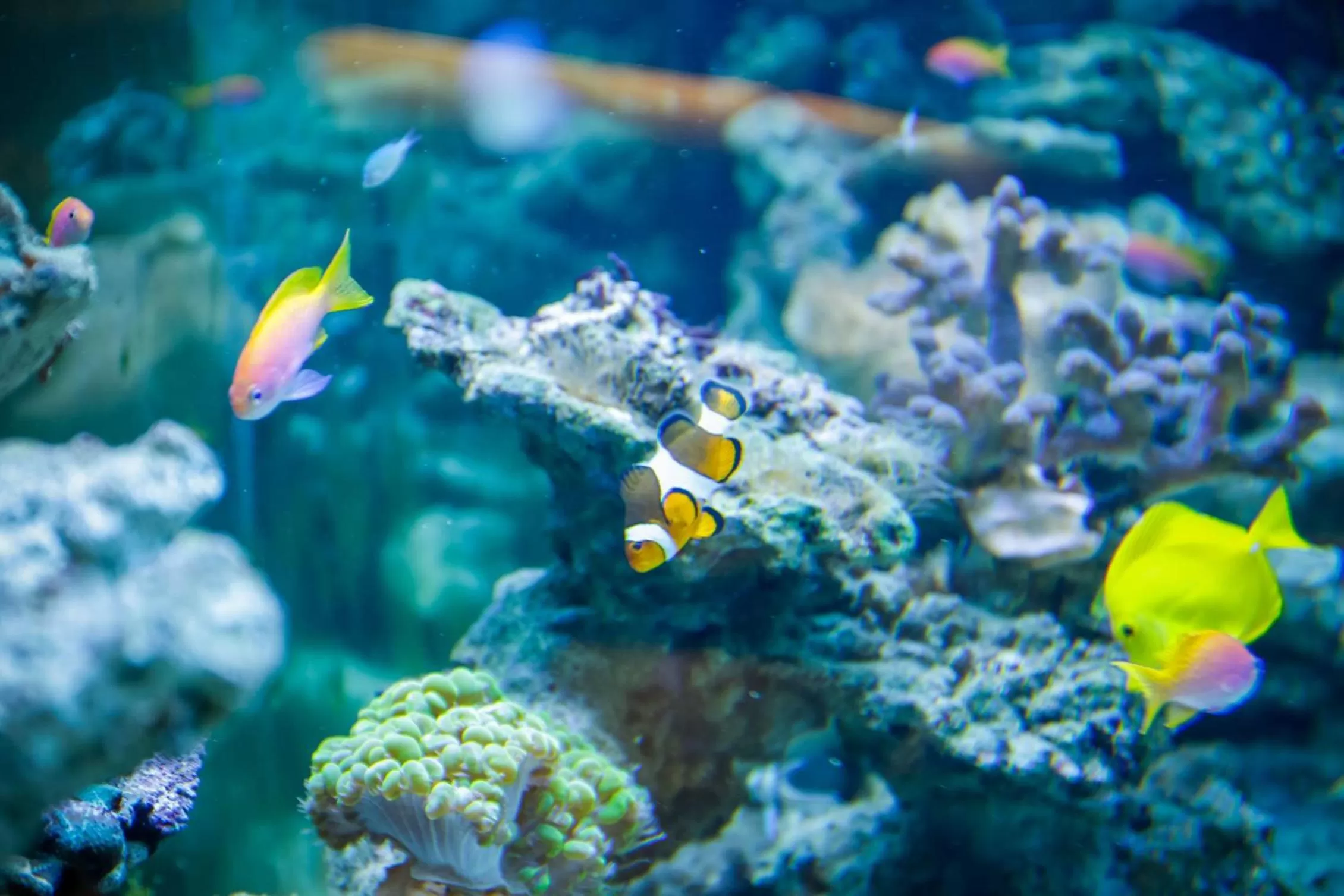 Sauna in Boutiquehotel Das Tyrol