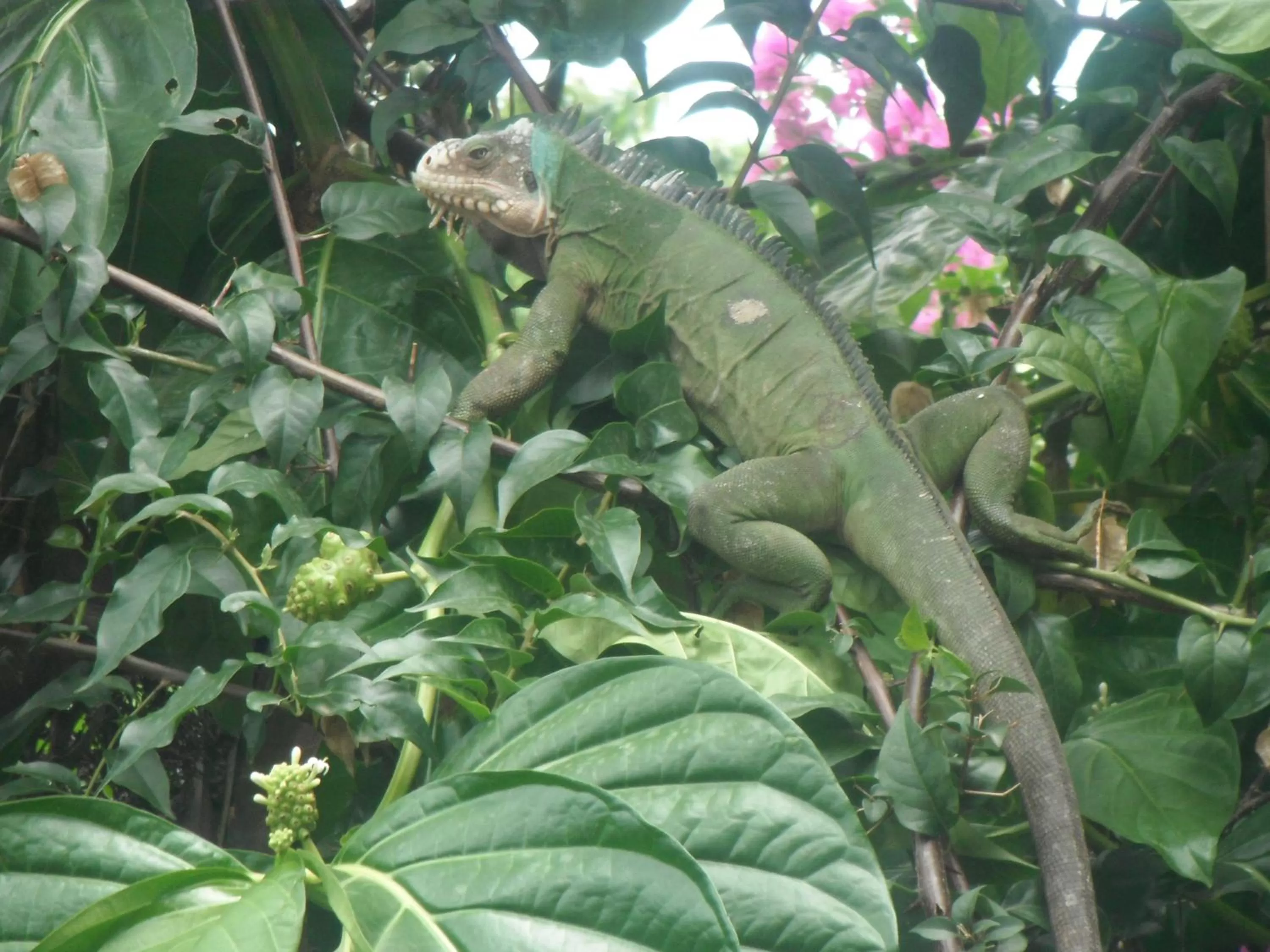 Garden, Other Animals in Classique International in Dominica