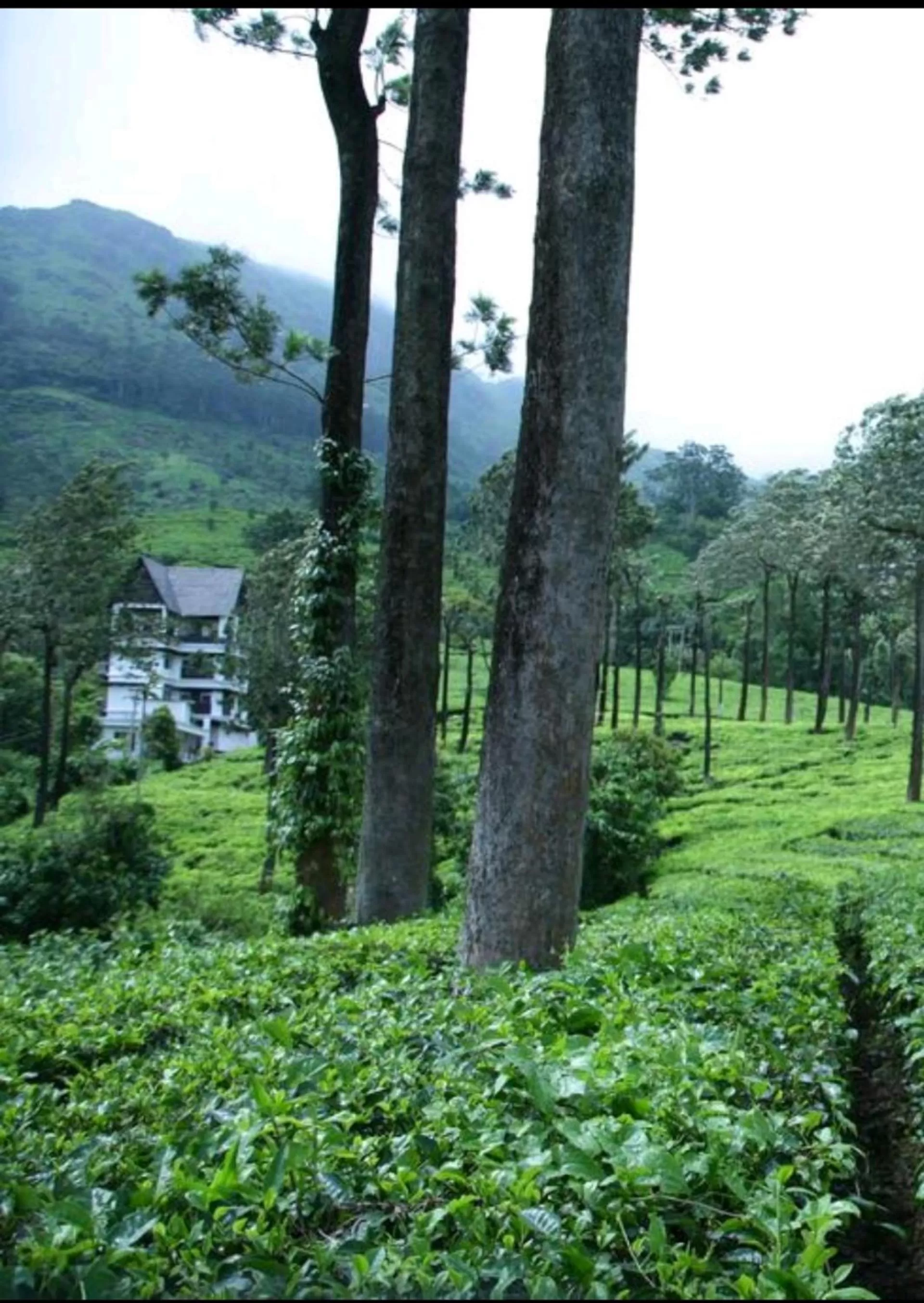Gruenberg Tea Plantation Haus