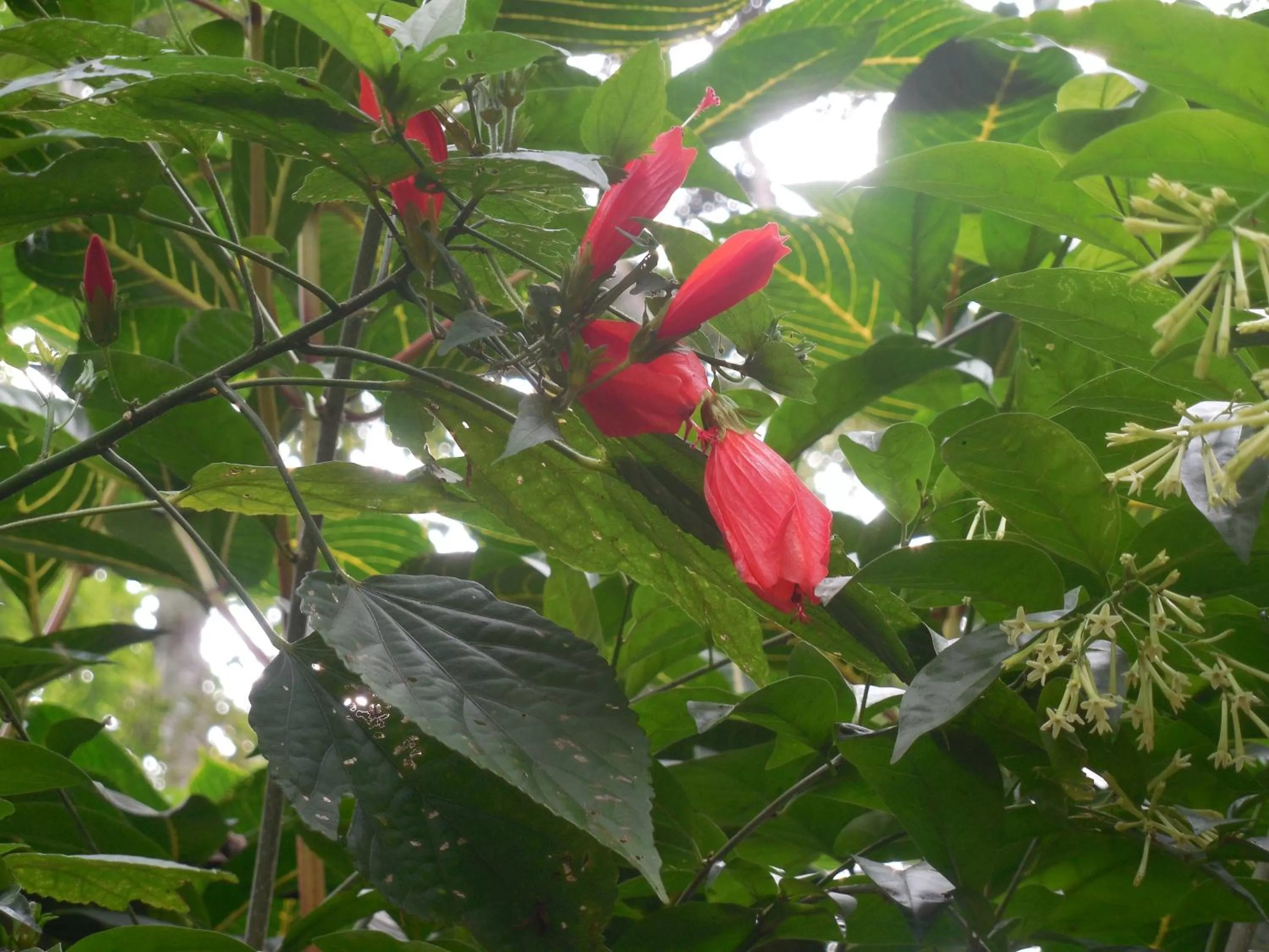 Garden in Le leopard d 'argent