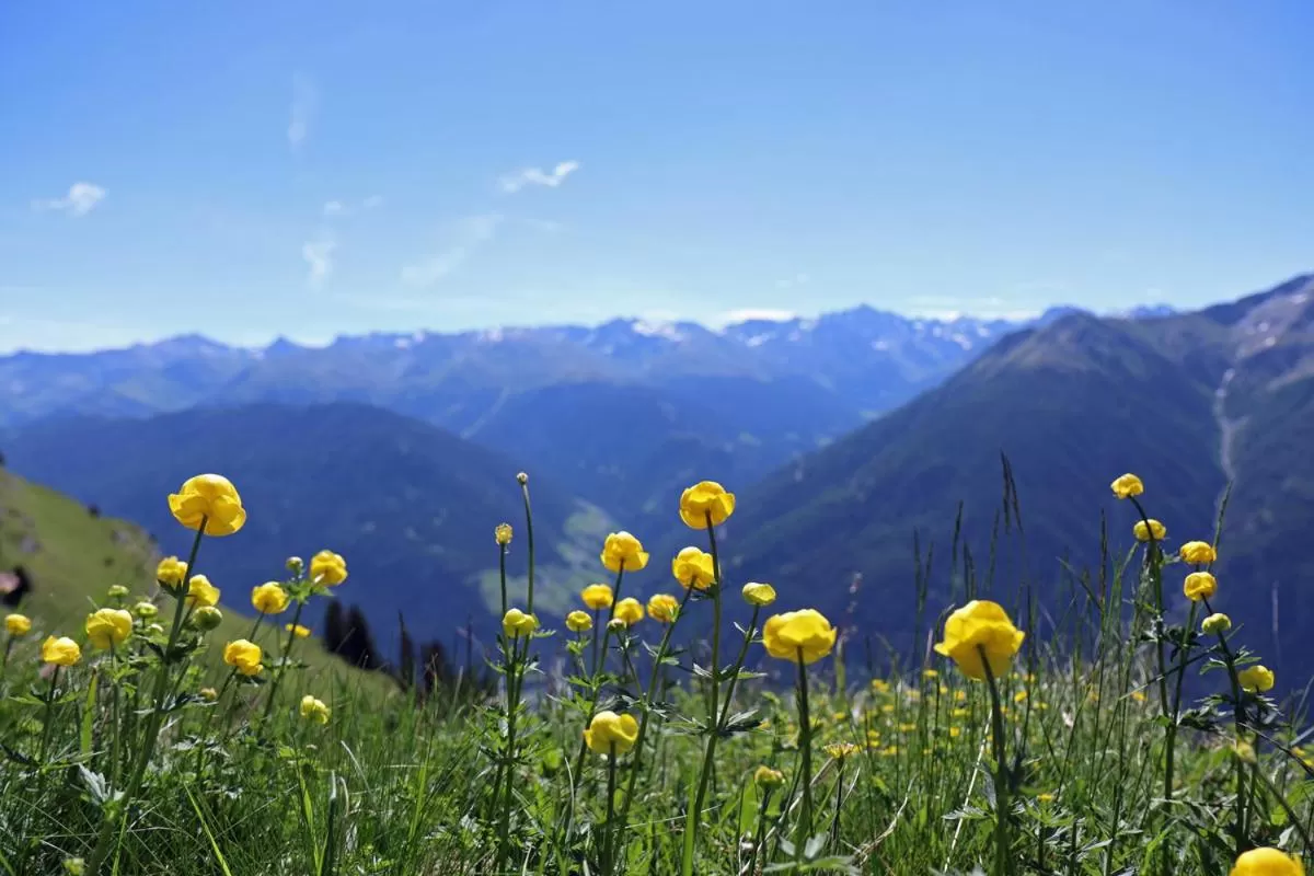 Mountain View in Pension Fuchs