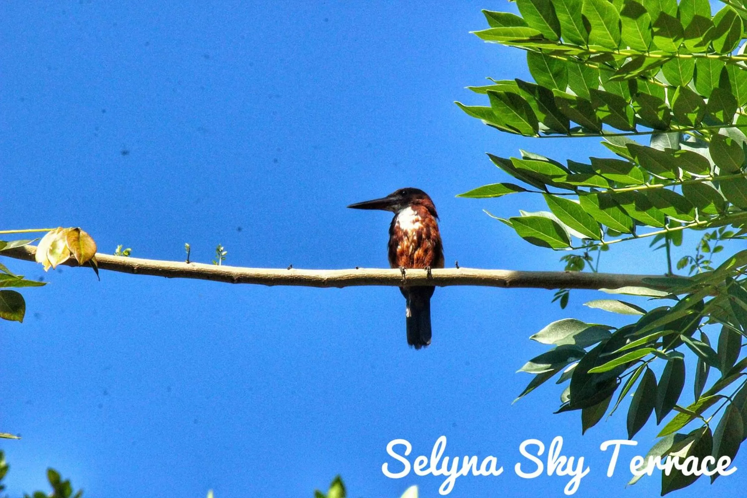 Animals in Selyna Sky Terrace