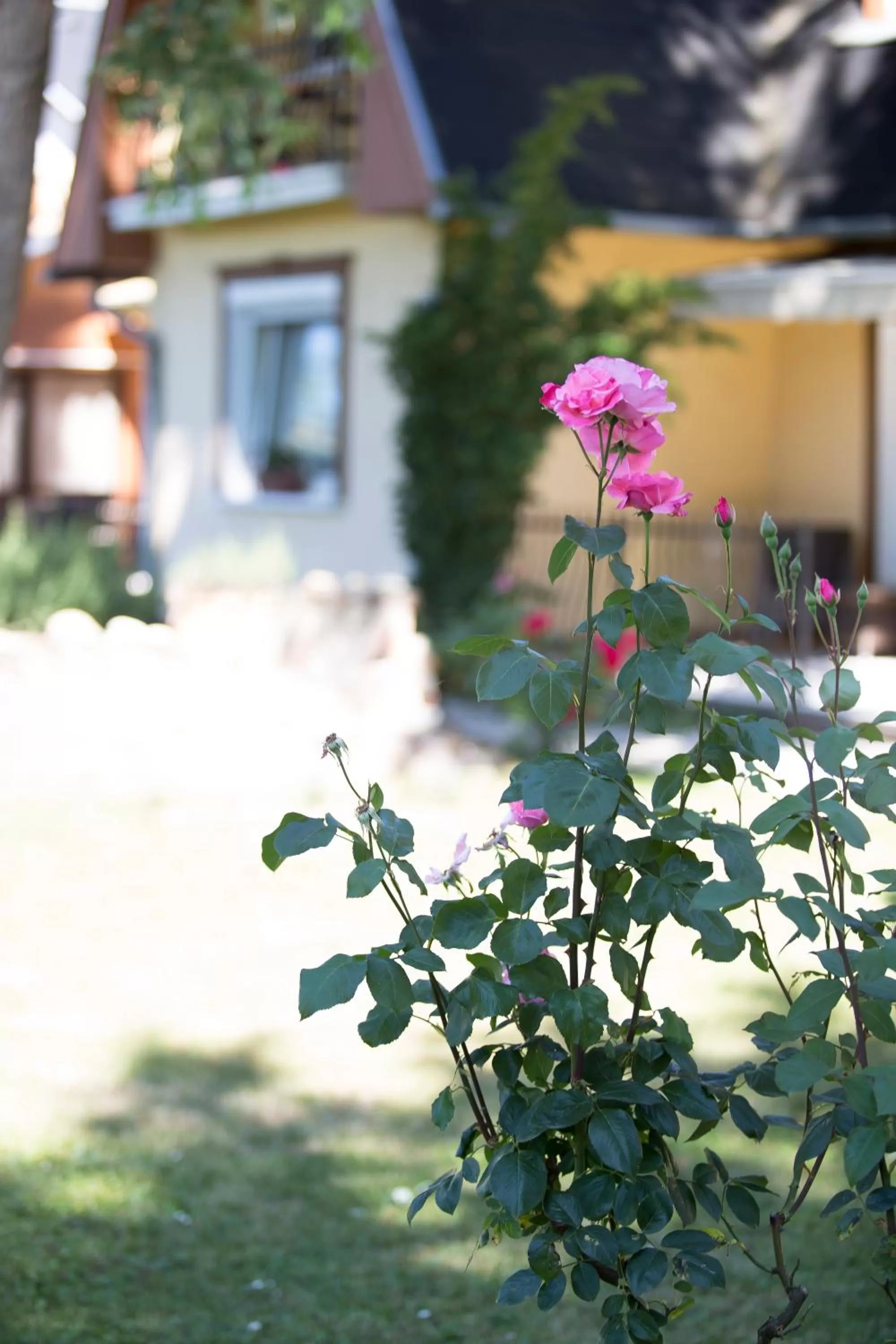Patio/Outdoor Area in Hotel Zéta