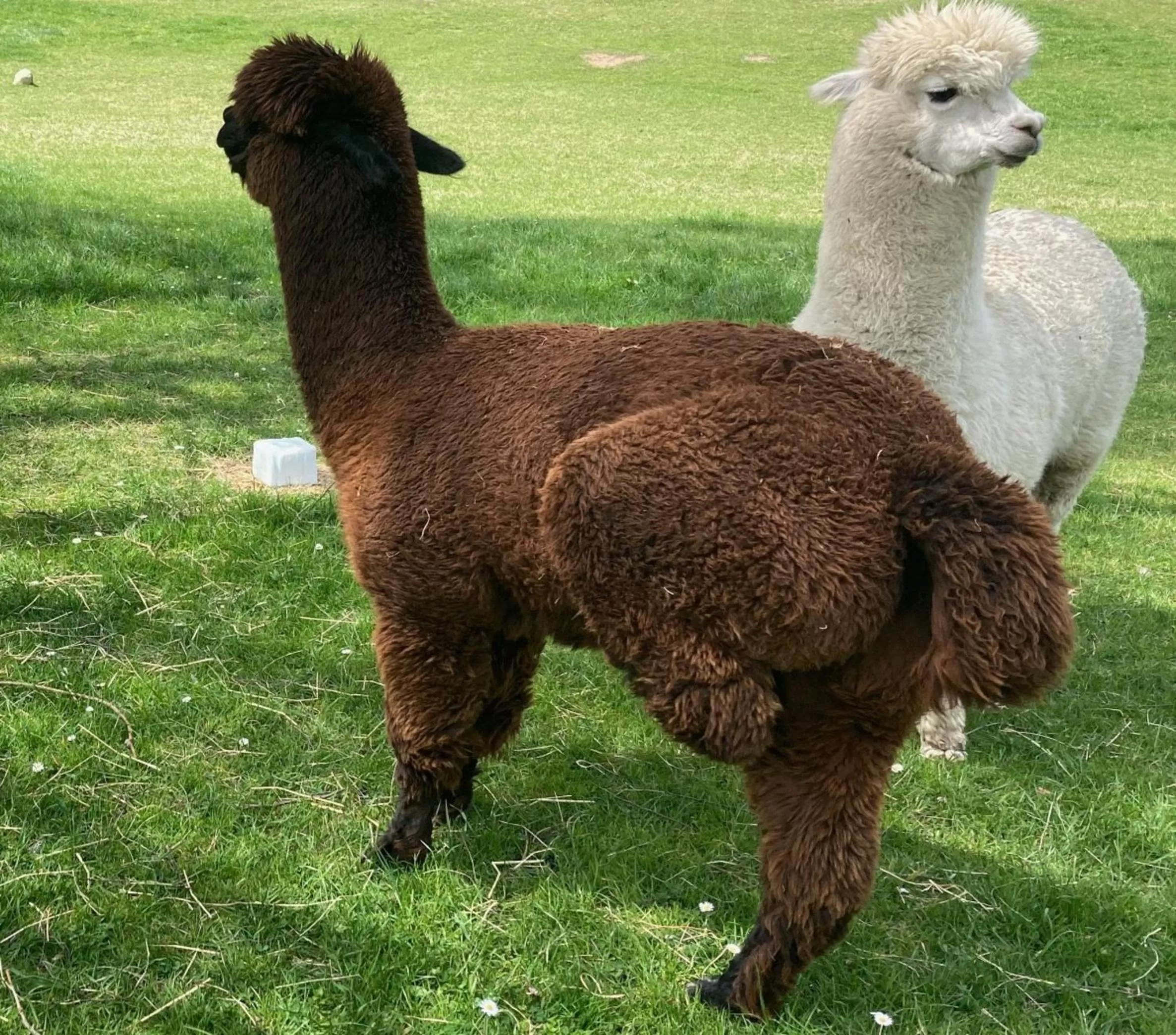 Pets in Chalet Ouréa