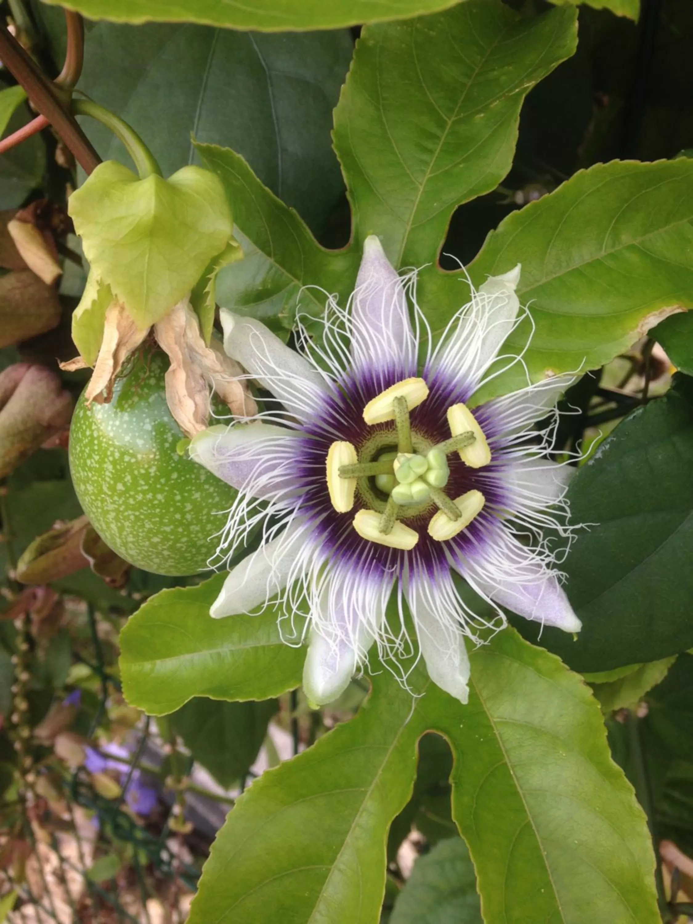 Garden in Chambre d'hôte Coeur-CoCo piscine