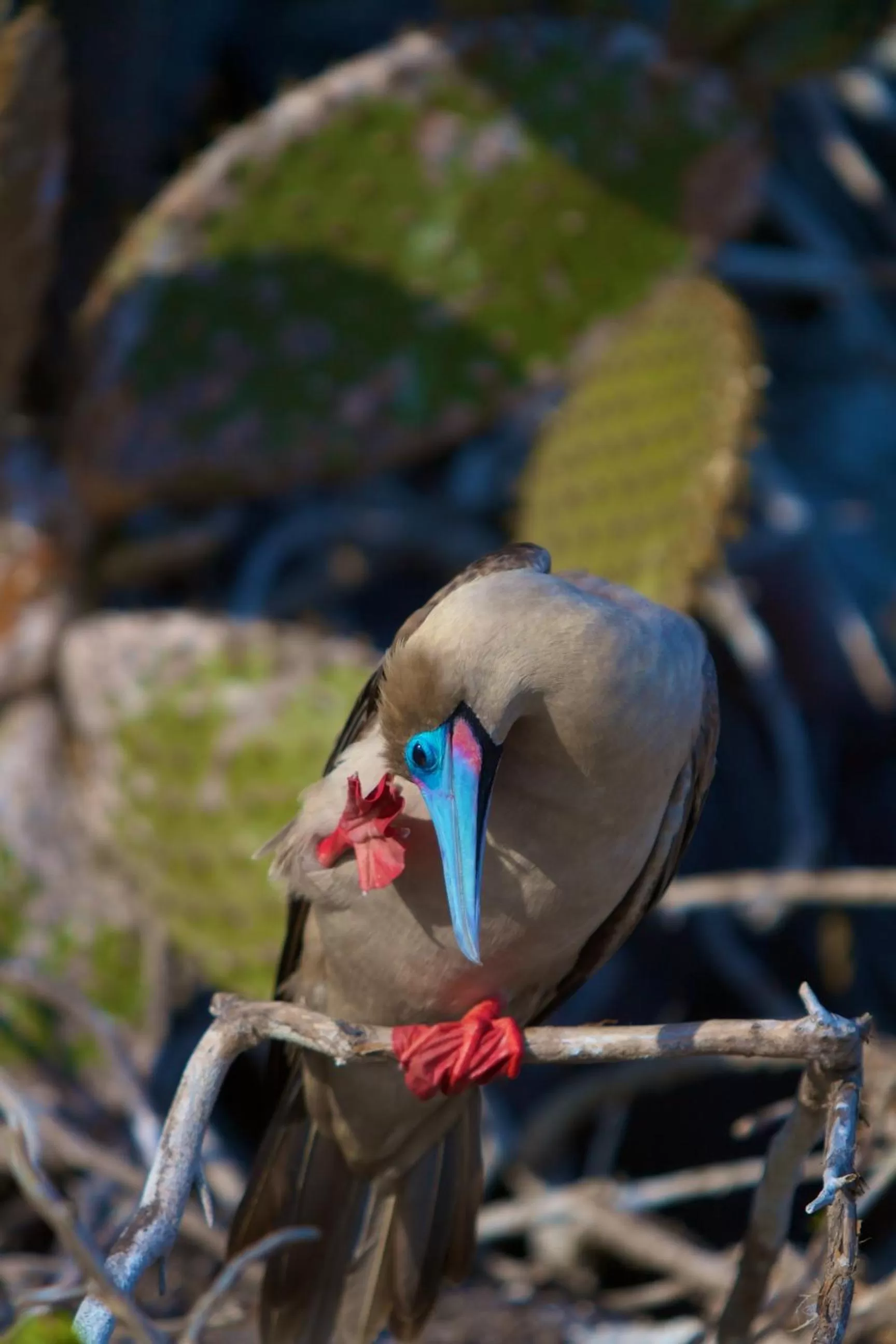 Hiking, Other Animals in Hostal Cabañas Don Jorge