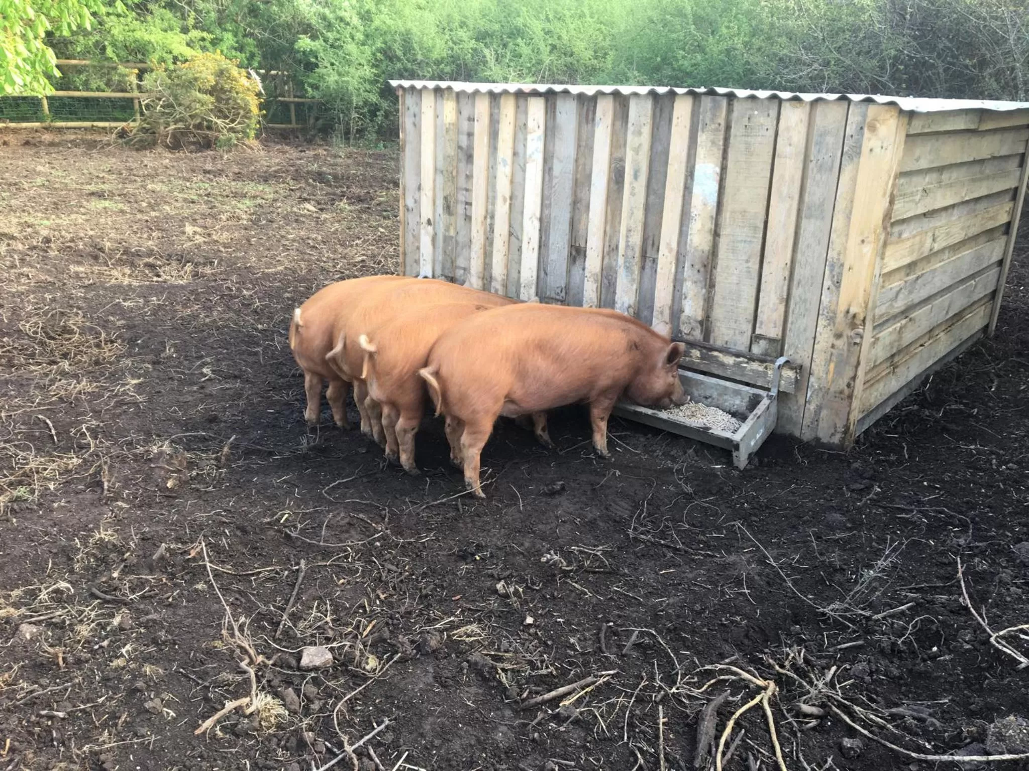Animals in Higher Trenear Farm B&B