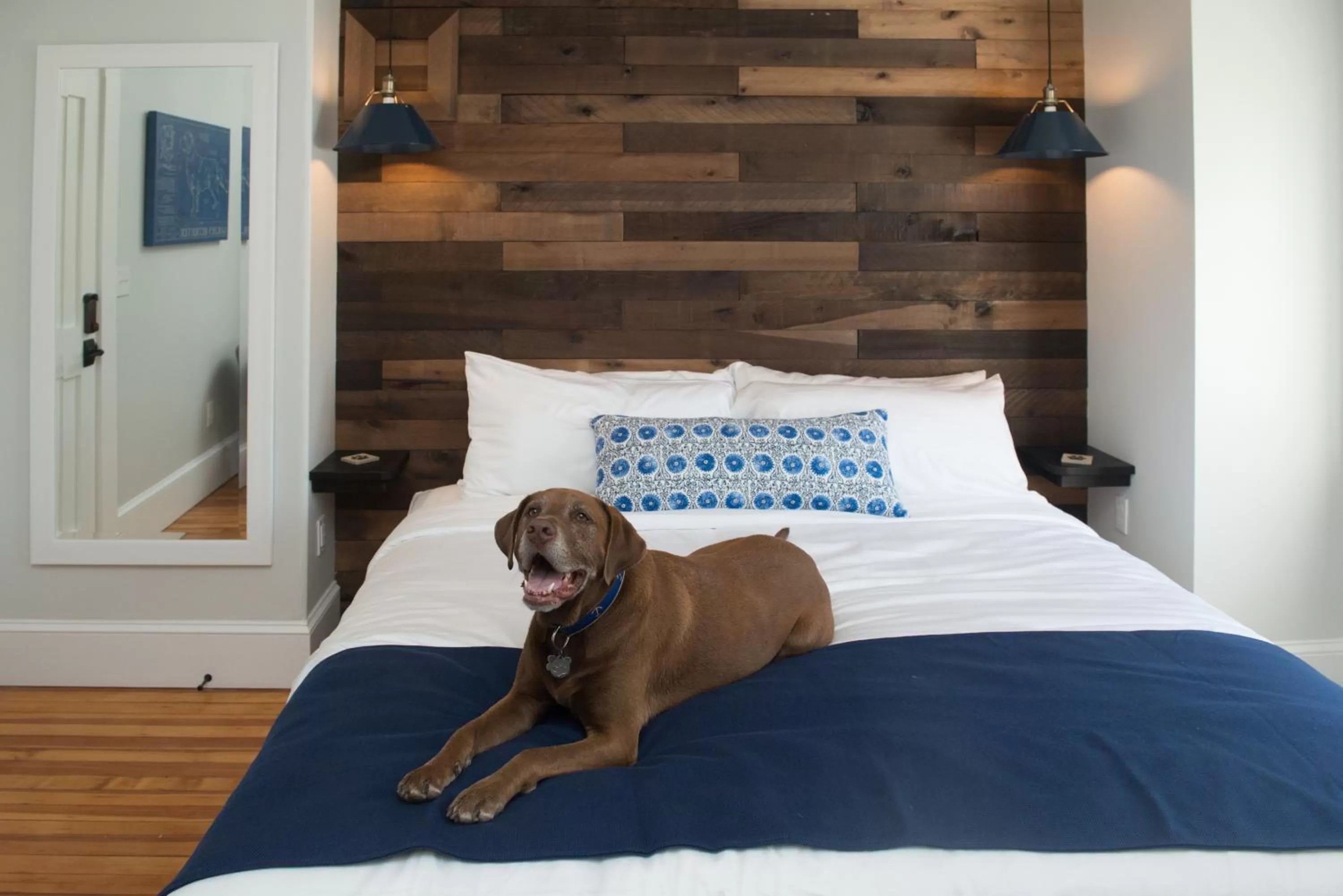 Bed in Paws on Pelham