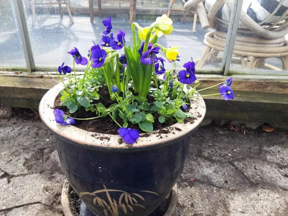 Villa Wolte Bed and Breakfast