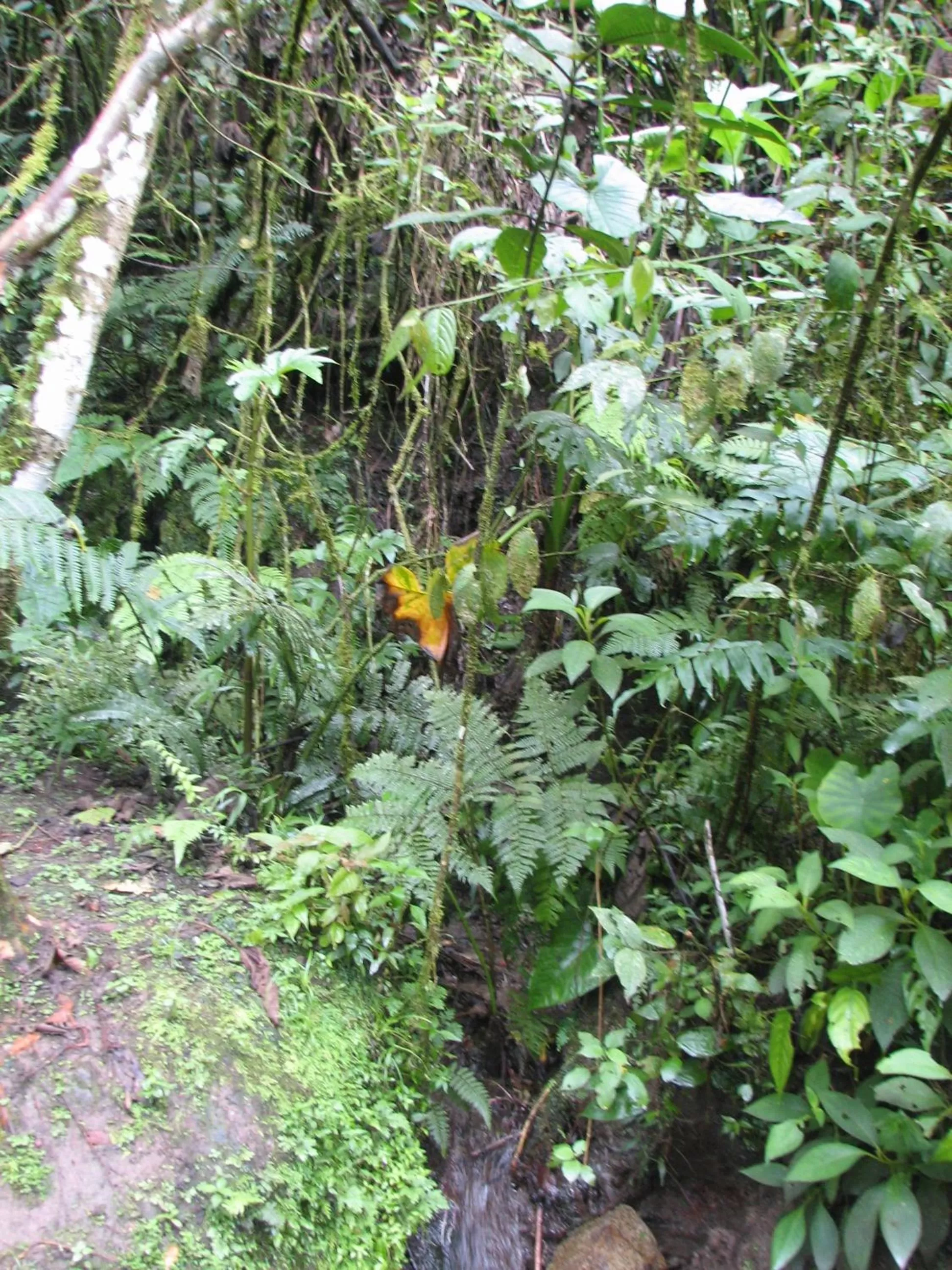 Garden in Spa Hosteria Miramelindo