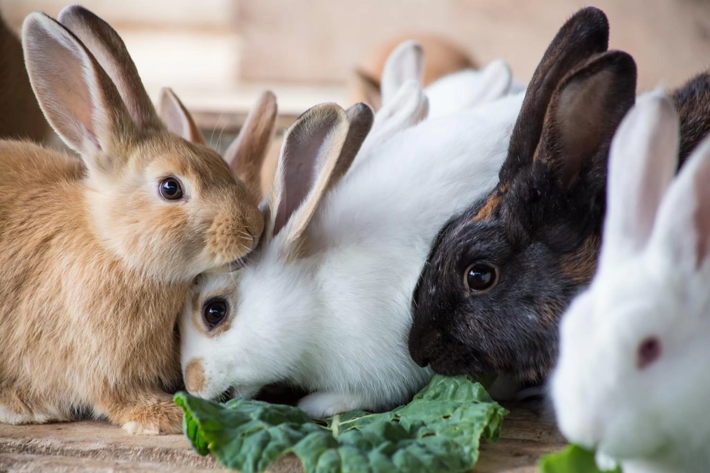 Animals in Hotel Toriba