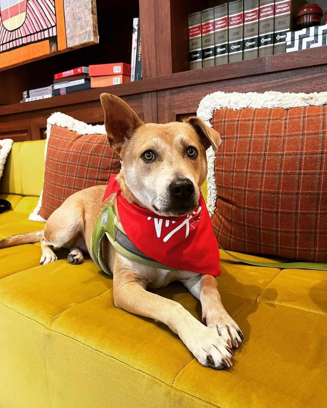 Pets in Virgin Hotels New Orleans