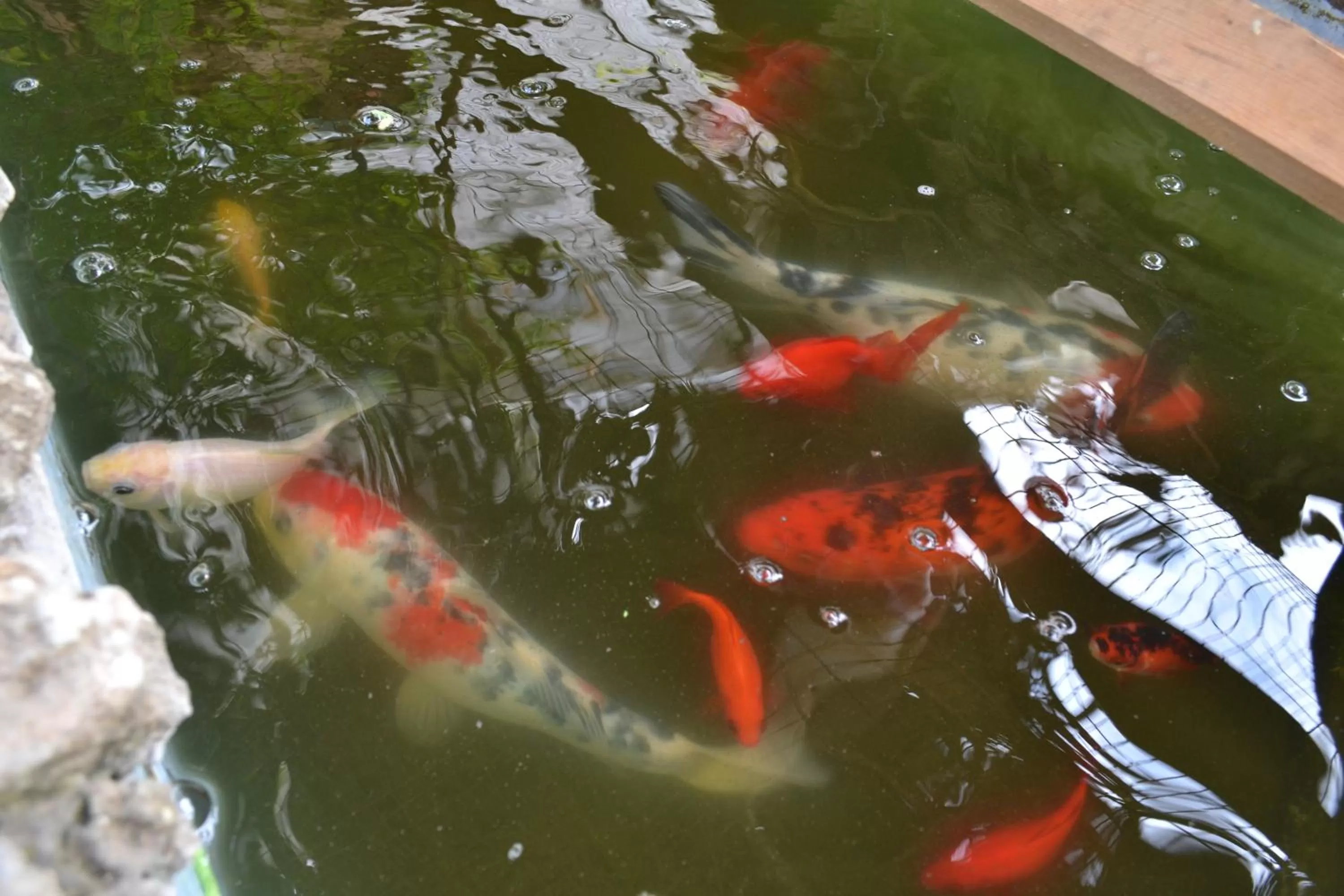 Animals, Other Animals in Mystery Garden Guest House