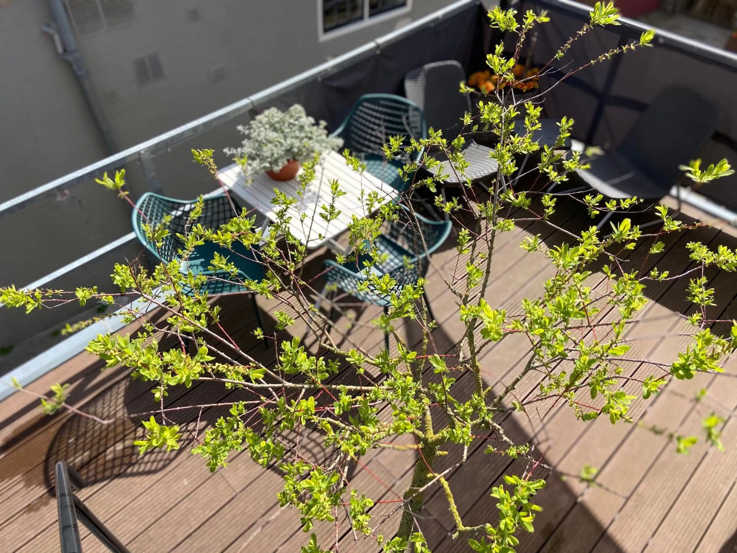Balcony/Terrace in B&B Het Atelier