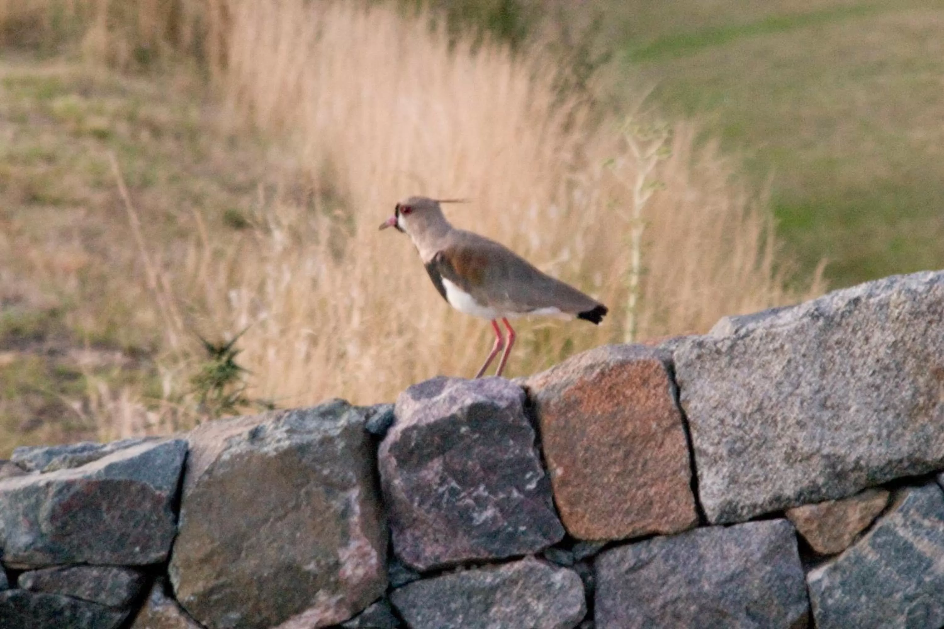 Animals in Estancia Ave María