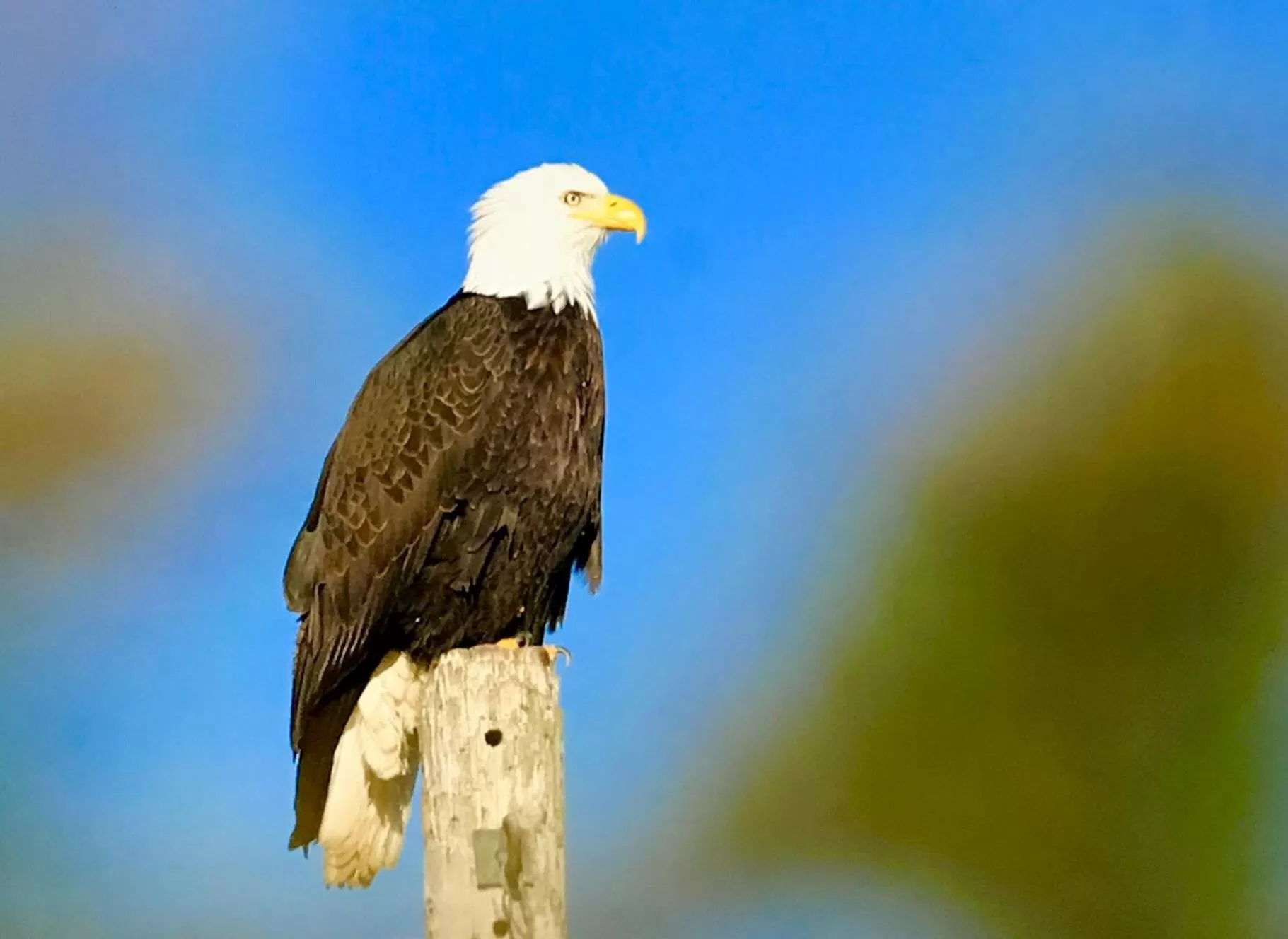 Halcyon Heights B&B/Inn