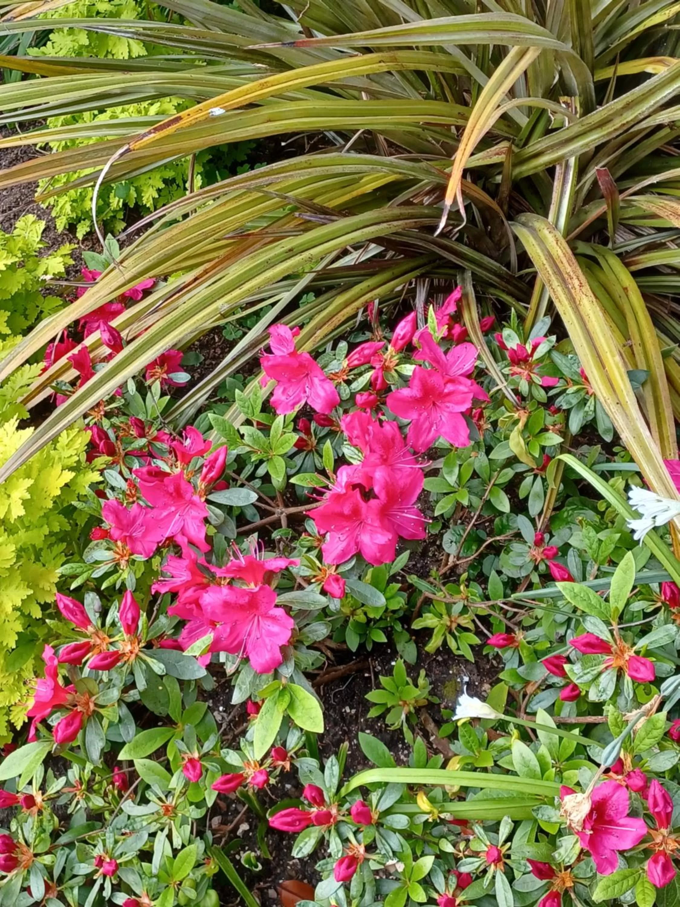 Belle Dene Guest House