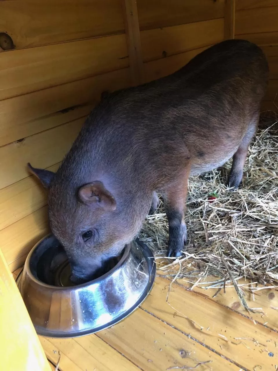 Activities in Hotel La Grange - Animal Chic Hotel