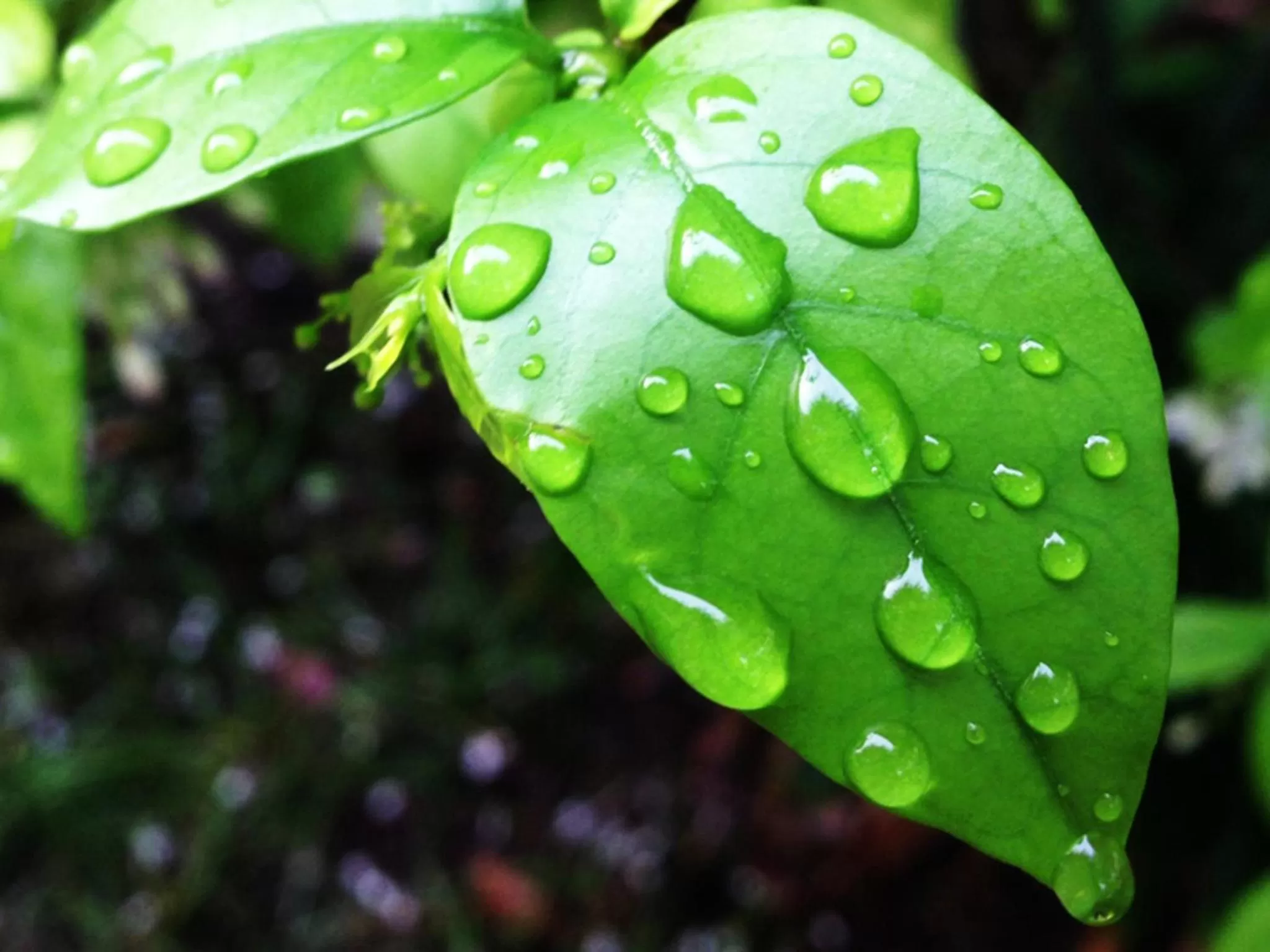 Day in Baan Siriporn Resort - โรงแรมบ้านศิริพร รีสอร์ท