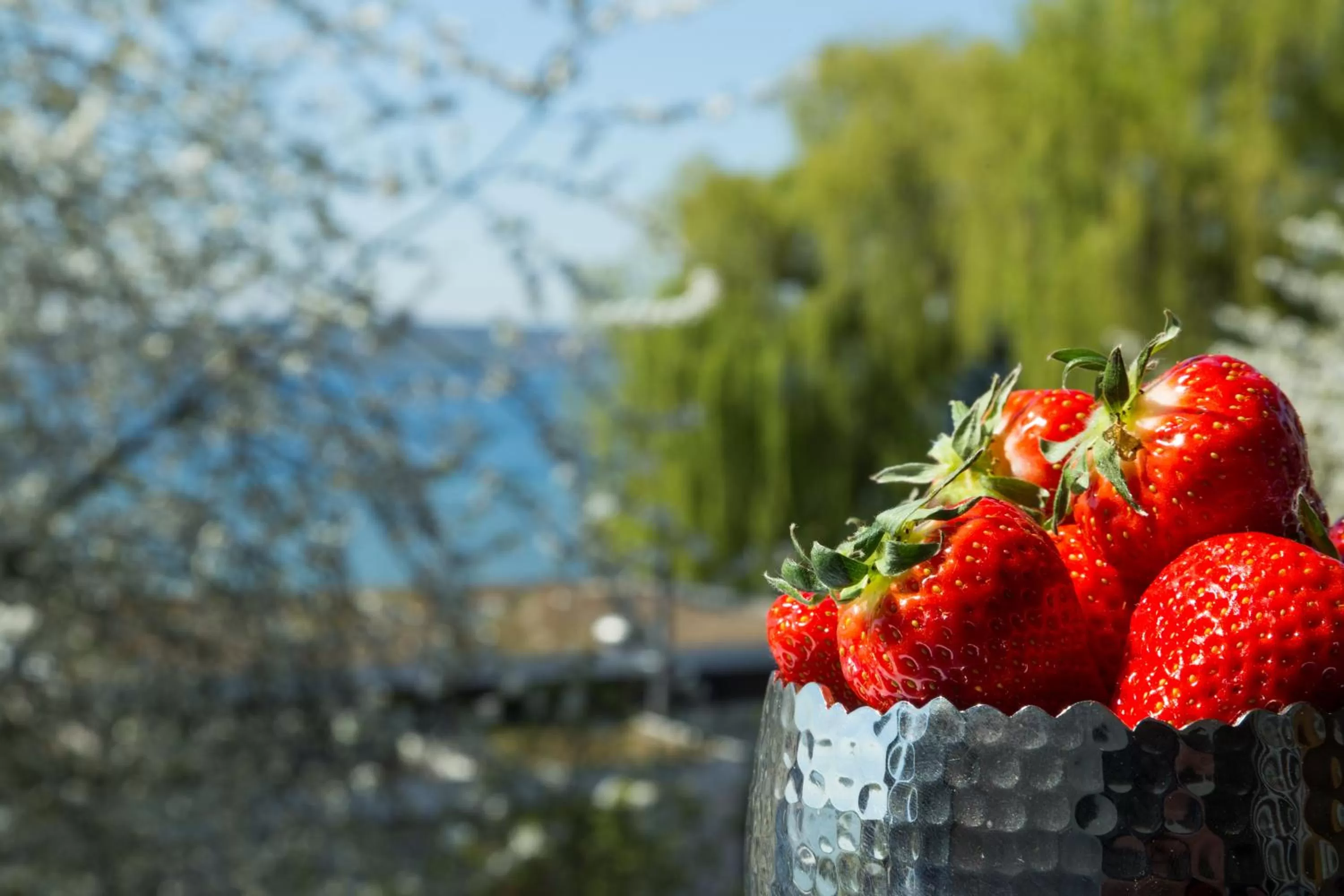 Food close-up in Pilgerhof und Rebmannshof