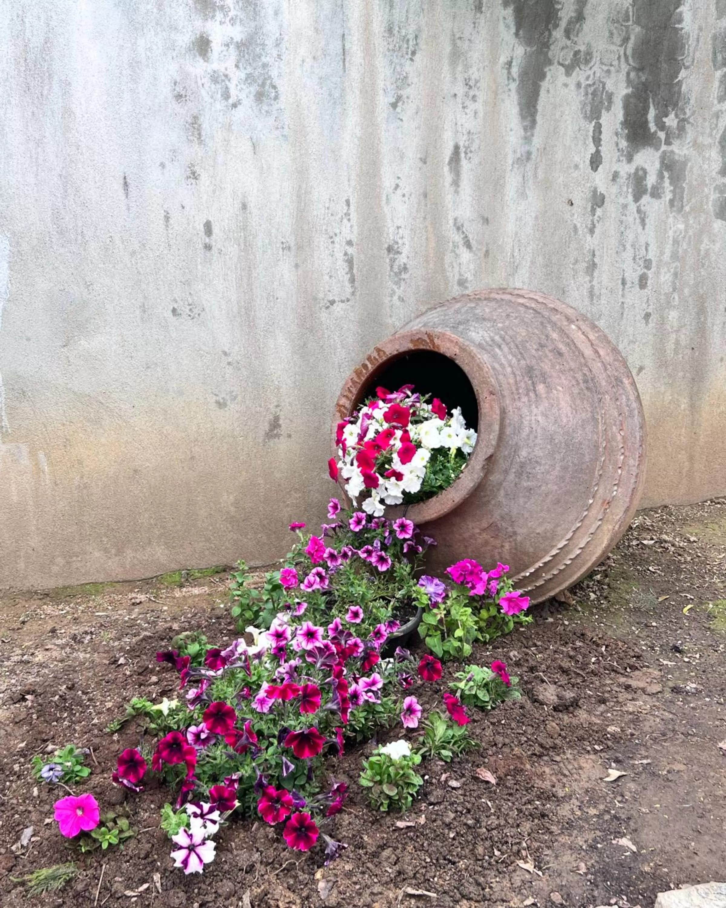 Garden in ATHANASIA APARTMENTS