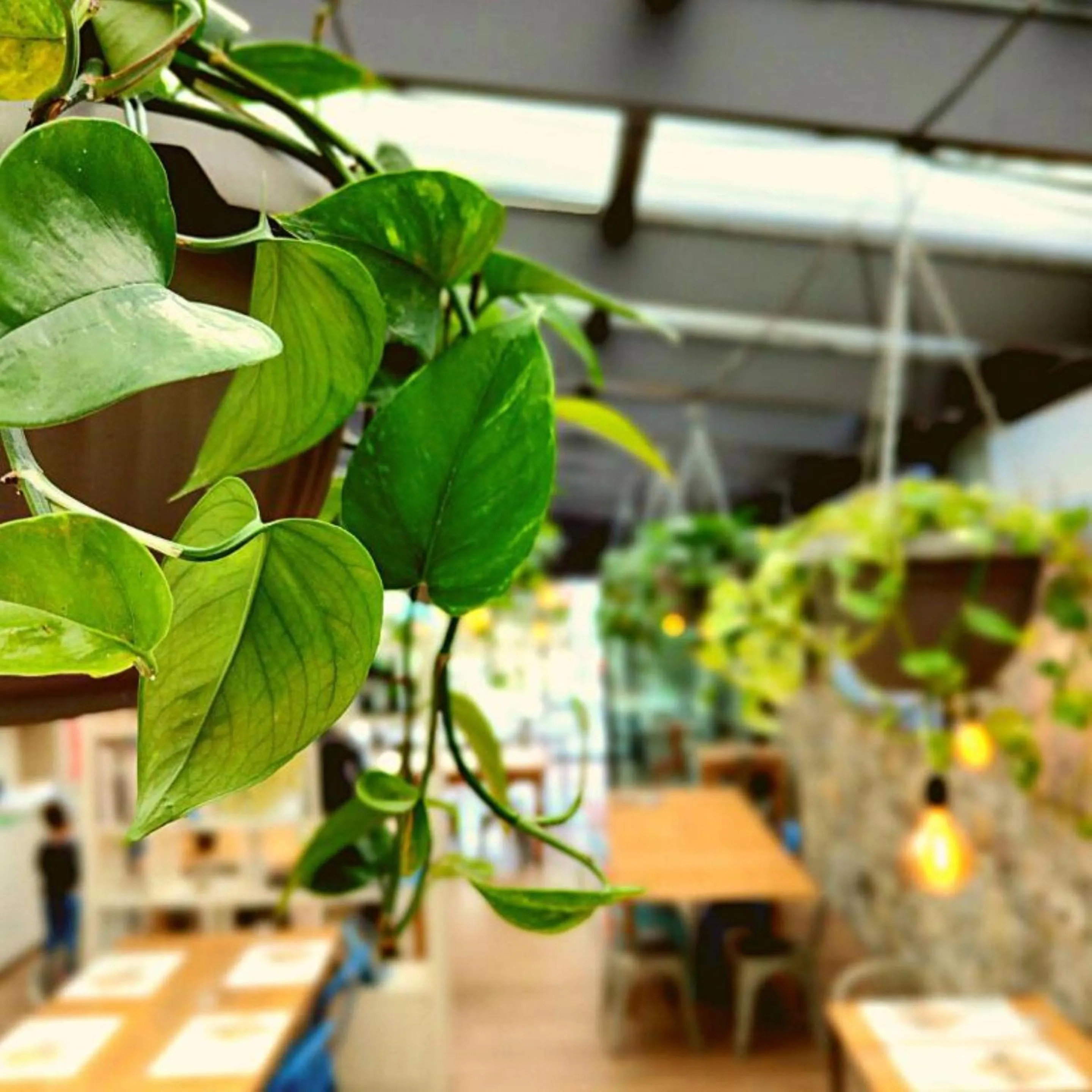 Restaurant/places to eat in Best Western Hotel Anthurium