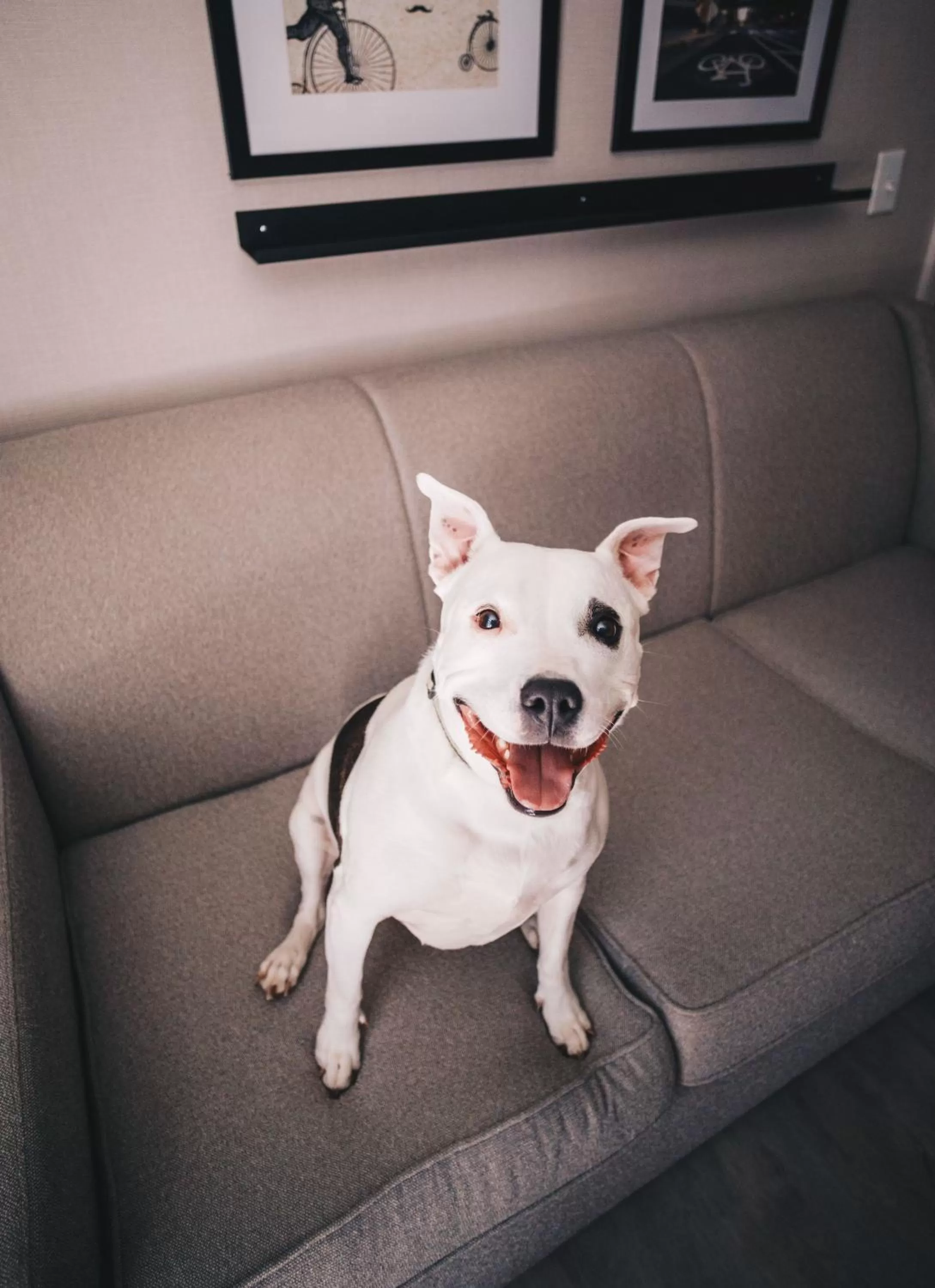 Pets in Hyatt Centric Downtown Minneapolis