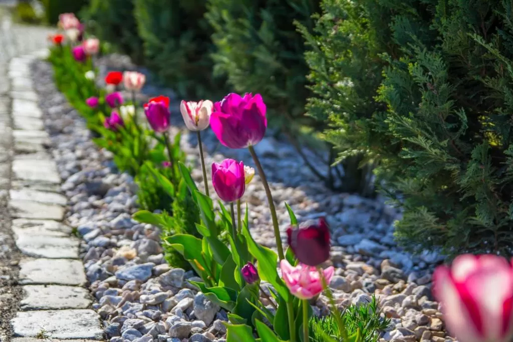 Natural landscape, Garden in Noclegi Biała Róża