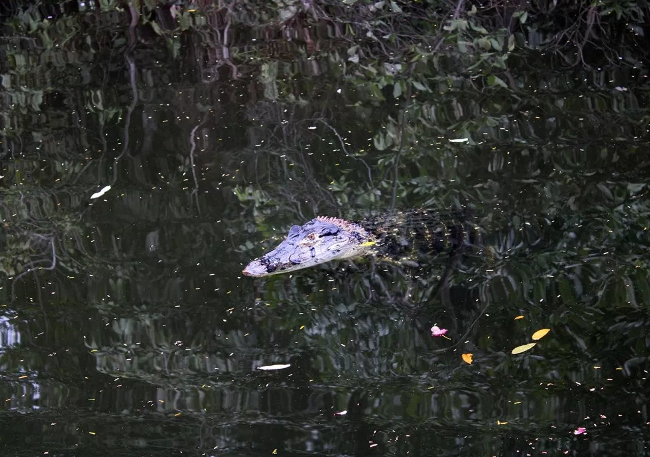 Animals, Other Animals in Uiara Amazon Resort