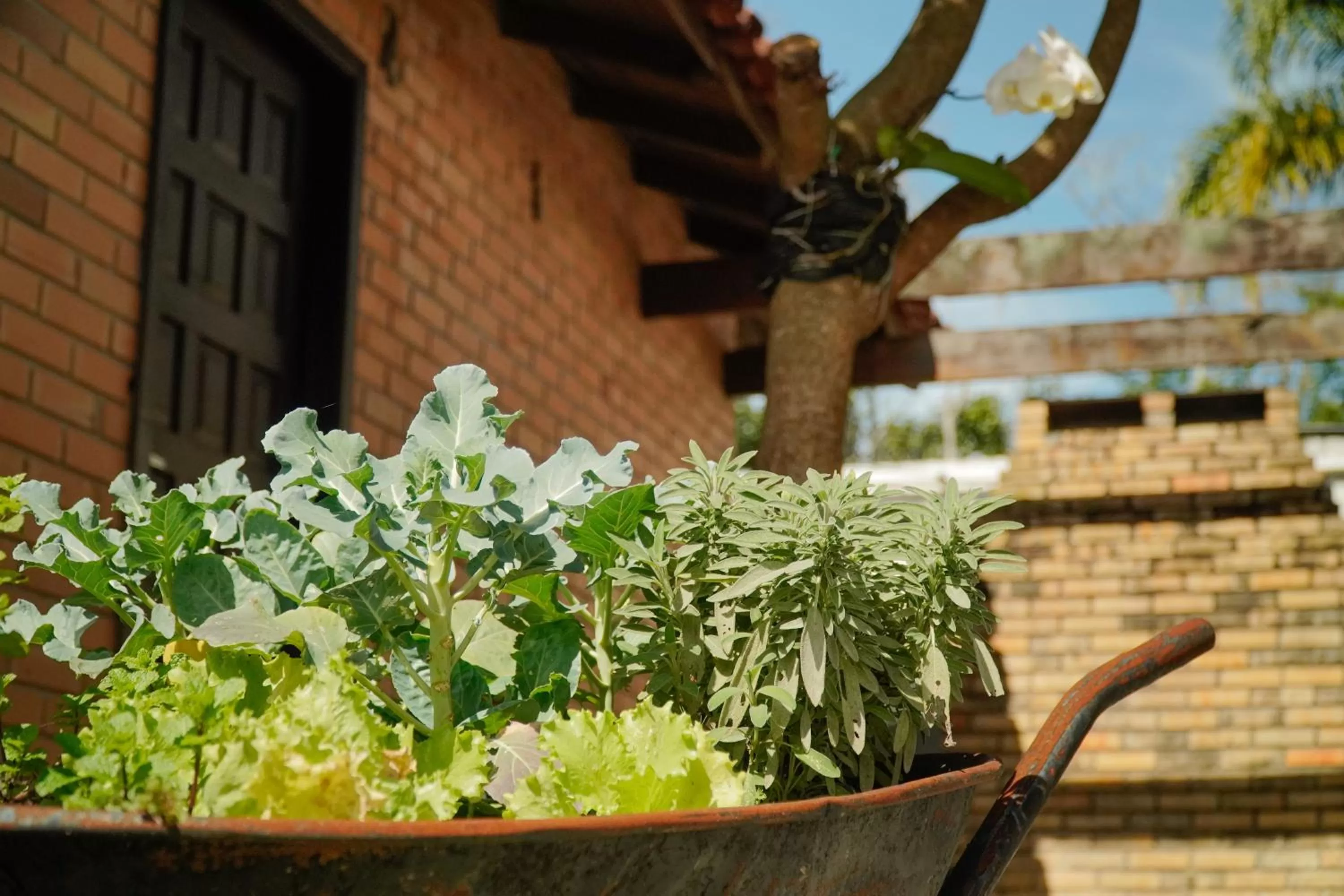 Garden, Property Building in Pousada Dunasol Floripa