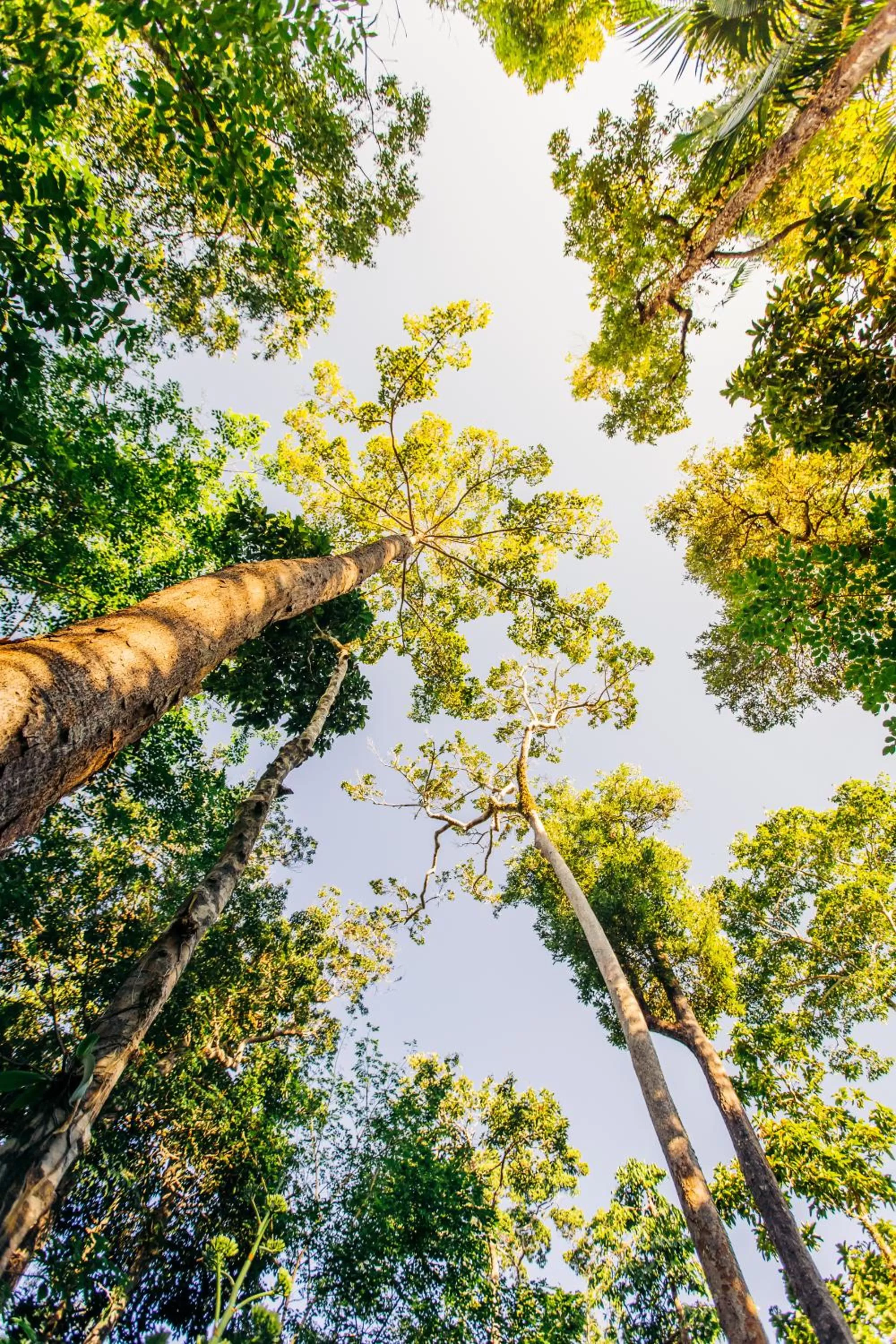 Day in Atremaru Jungle Retreat