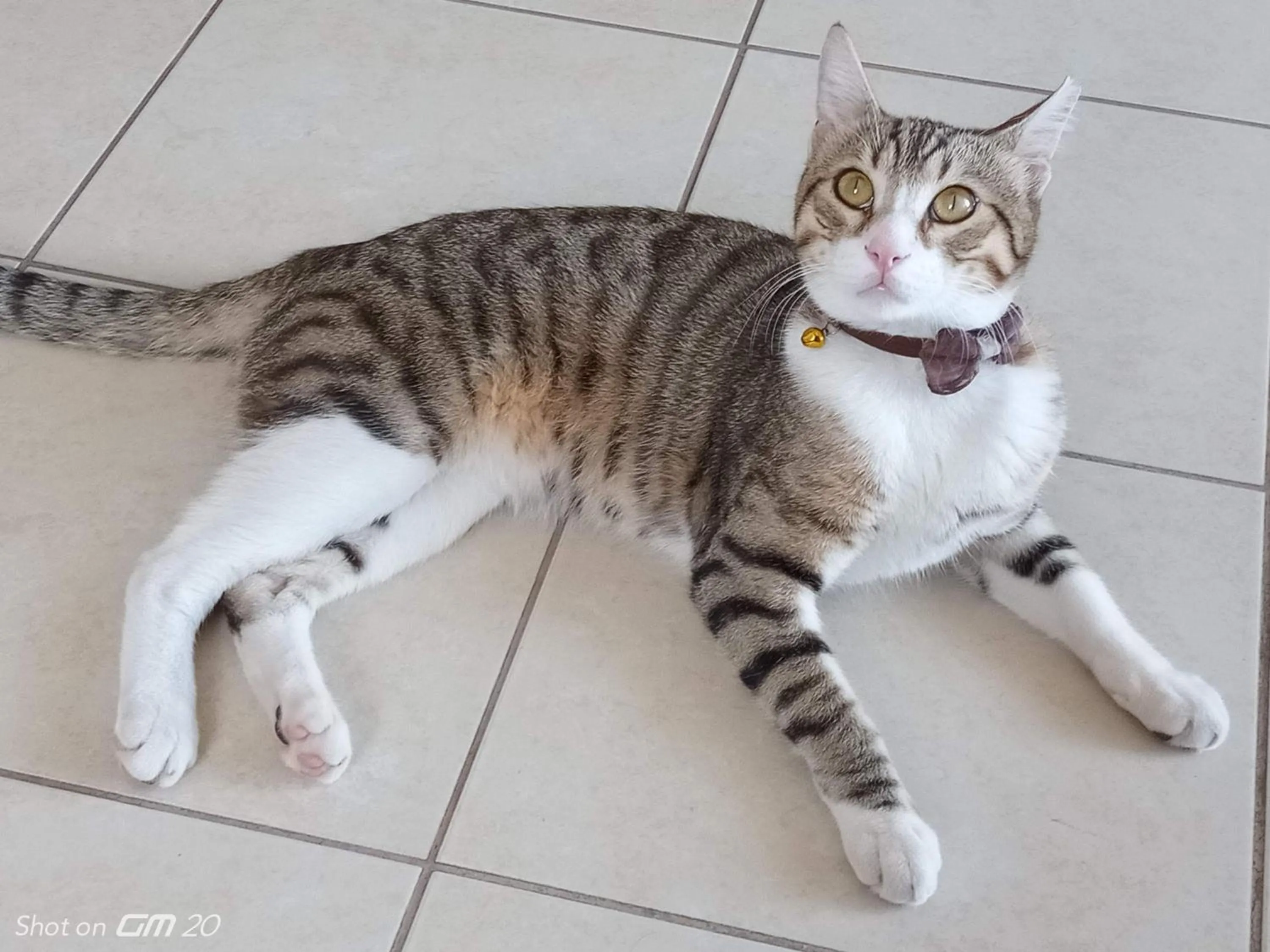 Pets in HZD Apartments Hostel